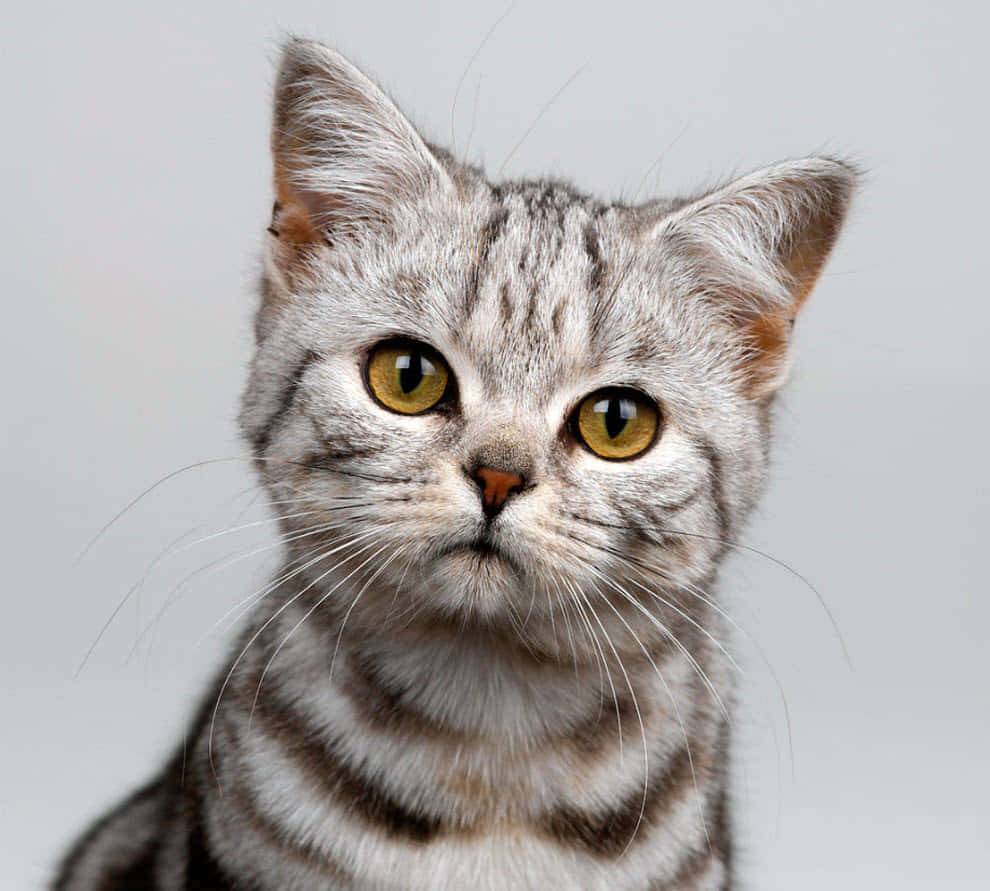 American Shorthair 桌布 壁紙 — 一隻銀色虎斑貓的特寫，擁有引人注目的黃色眼睛，在純灰色背景下專注地凝視。