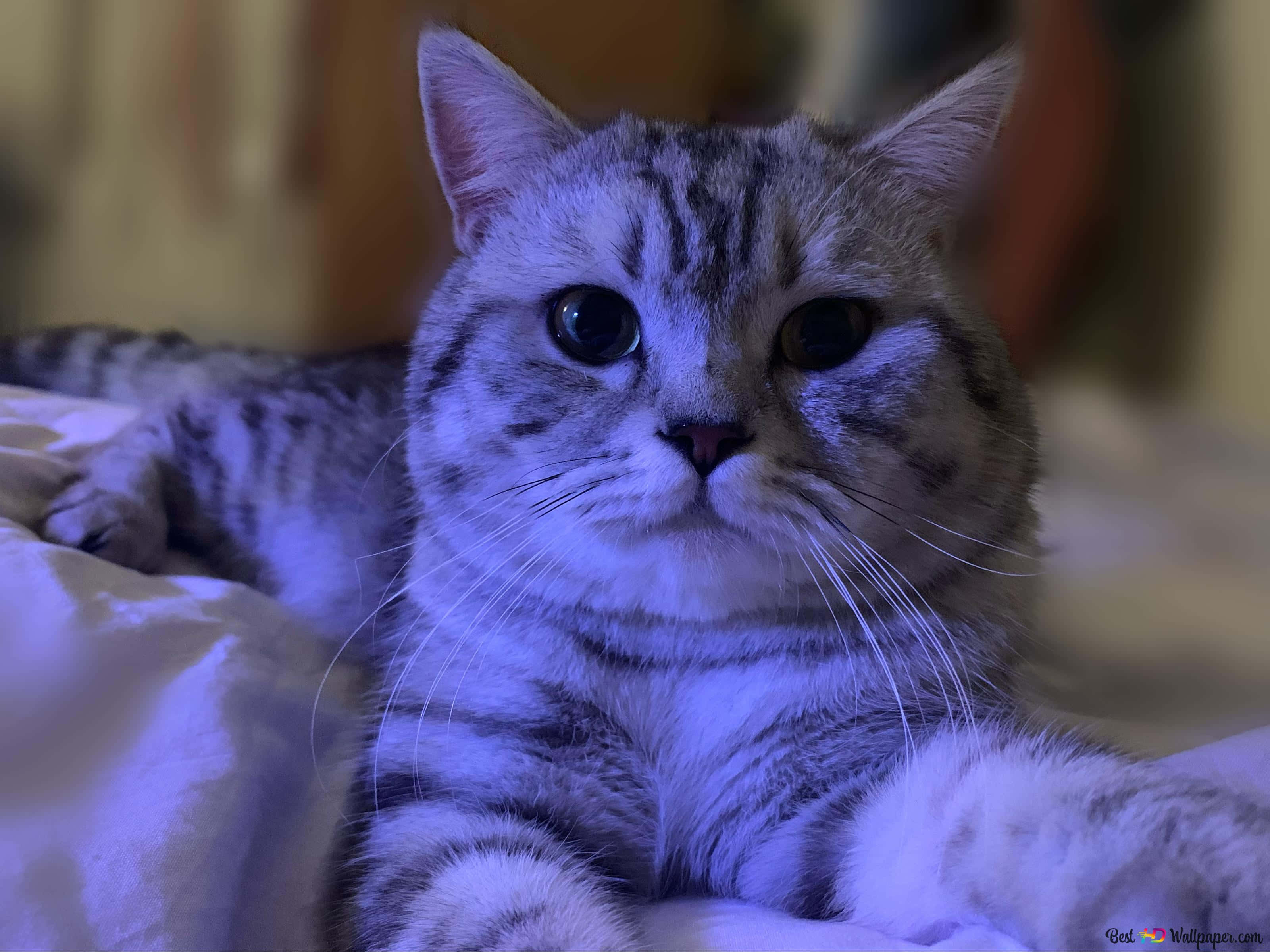 Beautiful Cats 桌布 壁紙 — 一隻銀色虎斑貓睜大眼睛，在冷藍燈光下躺在床上，直視鏡頭。