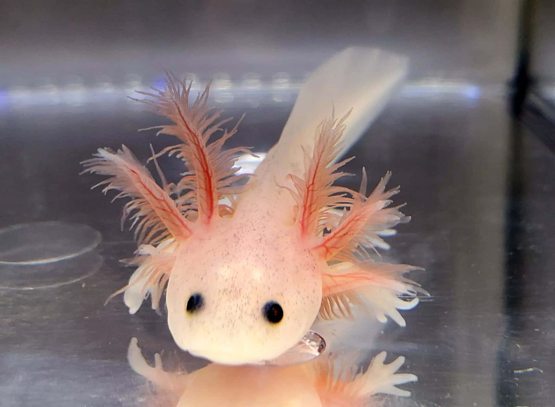 一隻長毛、長著粉紅羽毛的小 axolotl 壁紙