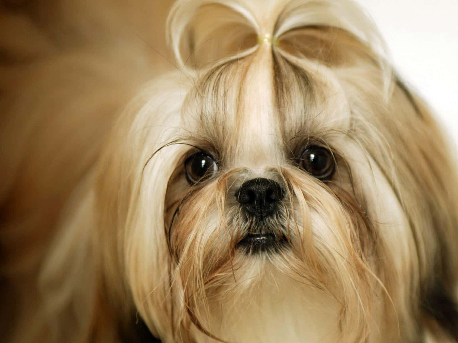 一隻長毛戴蝴蝶結的小狗 壁紙 — 西施犬毛茸茸，頭上戴蝴蝶結，直視鏡頭的特寫。