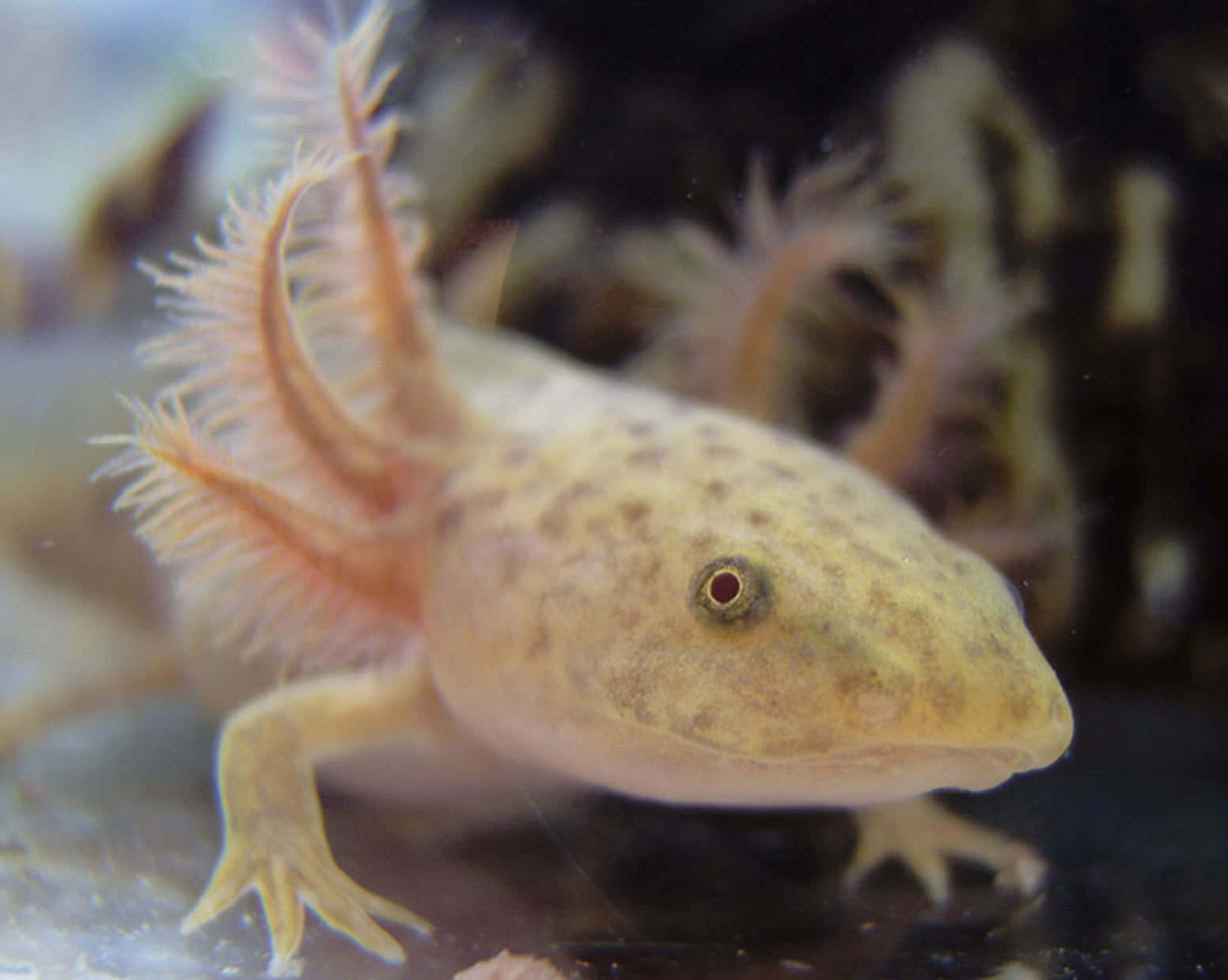 一隻長毛戴角的可愛小 axolotl 壁紙