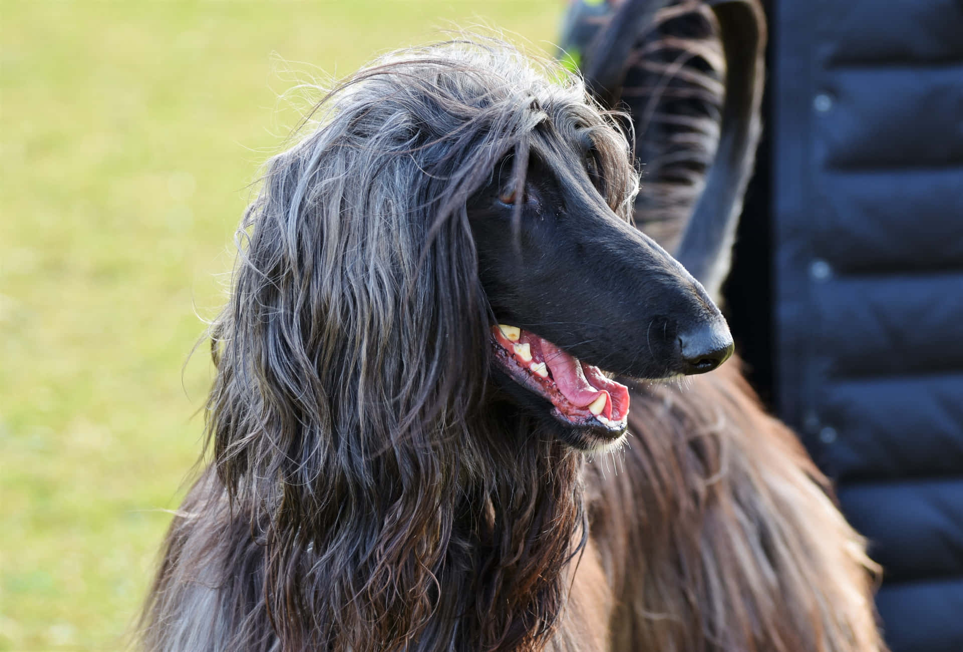 Greyhound pictures