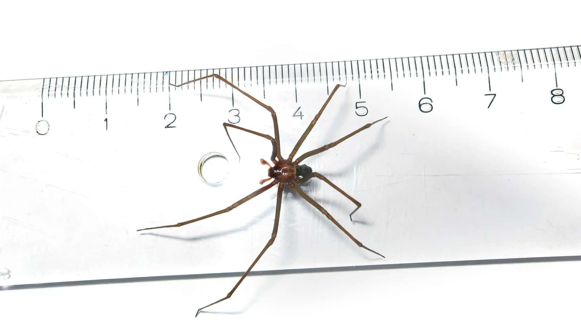 Brown Recluse Spider 桌布 壁紙 — 一隻長腿棕色蜘蛛停留在白色尺子上，顯示其大小接近3厘米標記處。