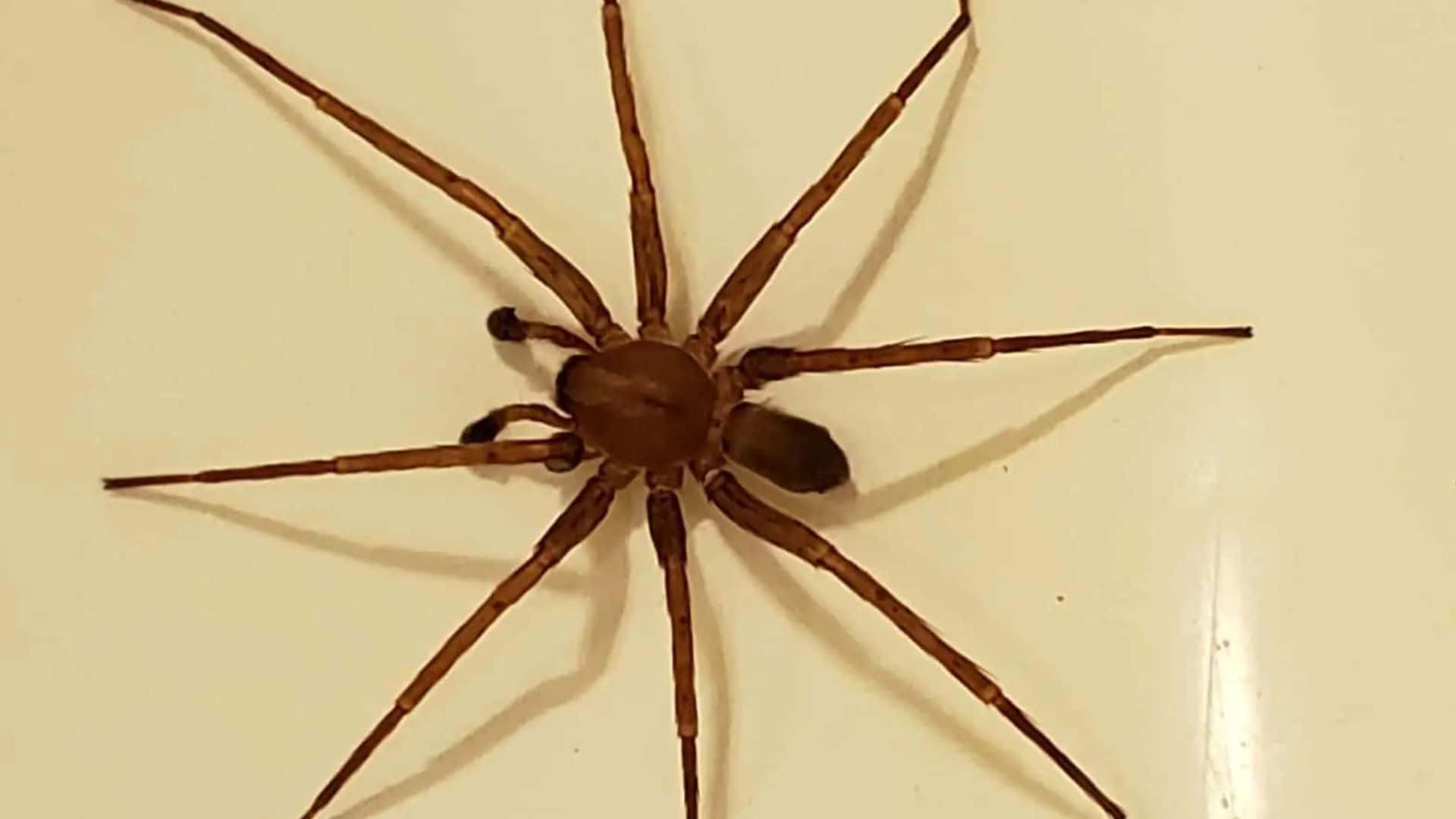 Brown Recluse Spider 桌布 壁紙 — 一隻長腿的棕色大蜘蛛停留在光滑的米白色表面上，投下柔和的陰影。