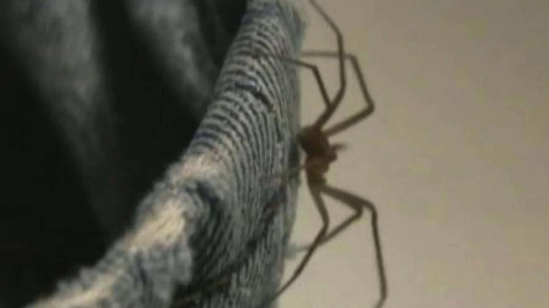 Brown Recluse Spider 桌布 壁紙 — 一隻長腿蜘蛛在帶有紋理的灰色布料表面上爬行的特寫。
