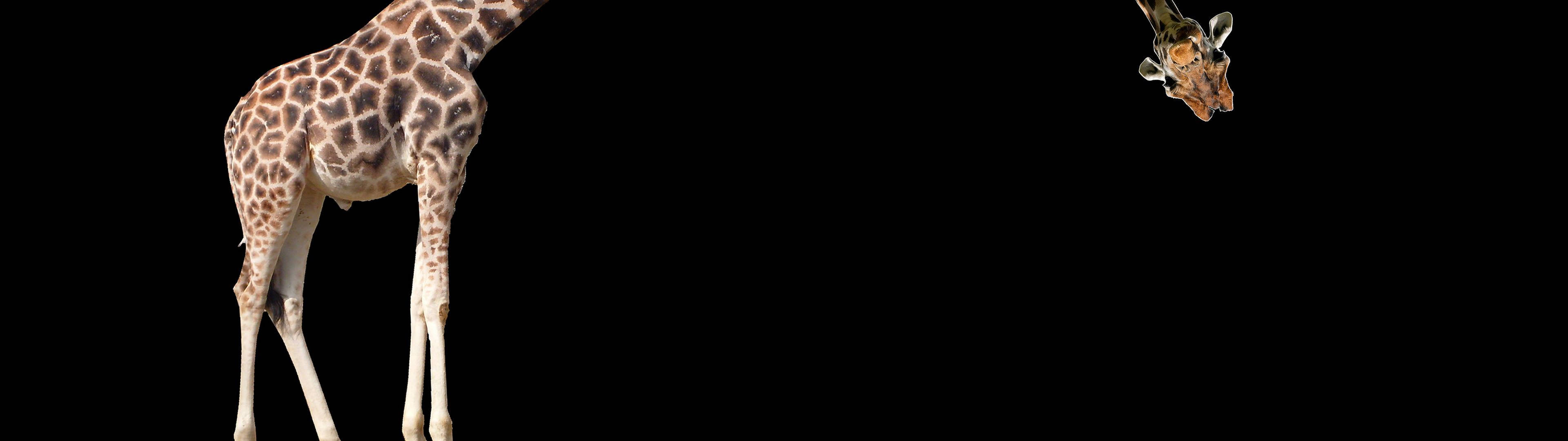 Portal Dual Screen 壁紙 — 一隻長頸鹿在黑色背景前高高站立，頭部向下傾斜，呈現鏡像姿勢。