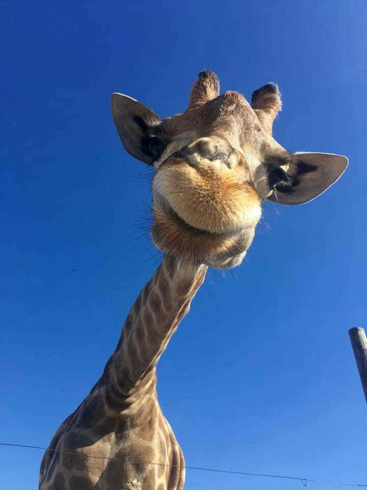 Wildlife Conservation 桌布 壁紙 — 一隻長頸鹿好奇地低下頭，頭部靠近鏡頭，背景是鮮豔的藍天。