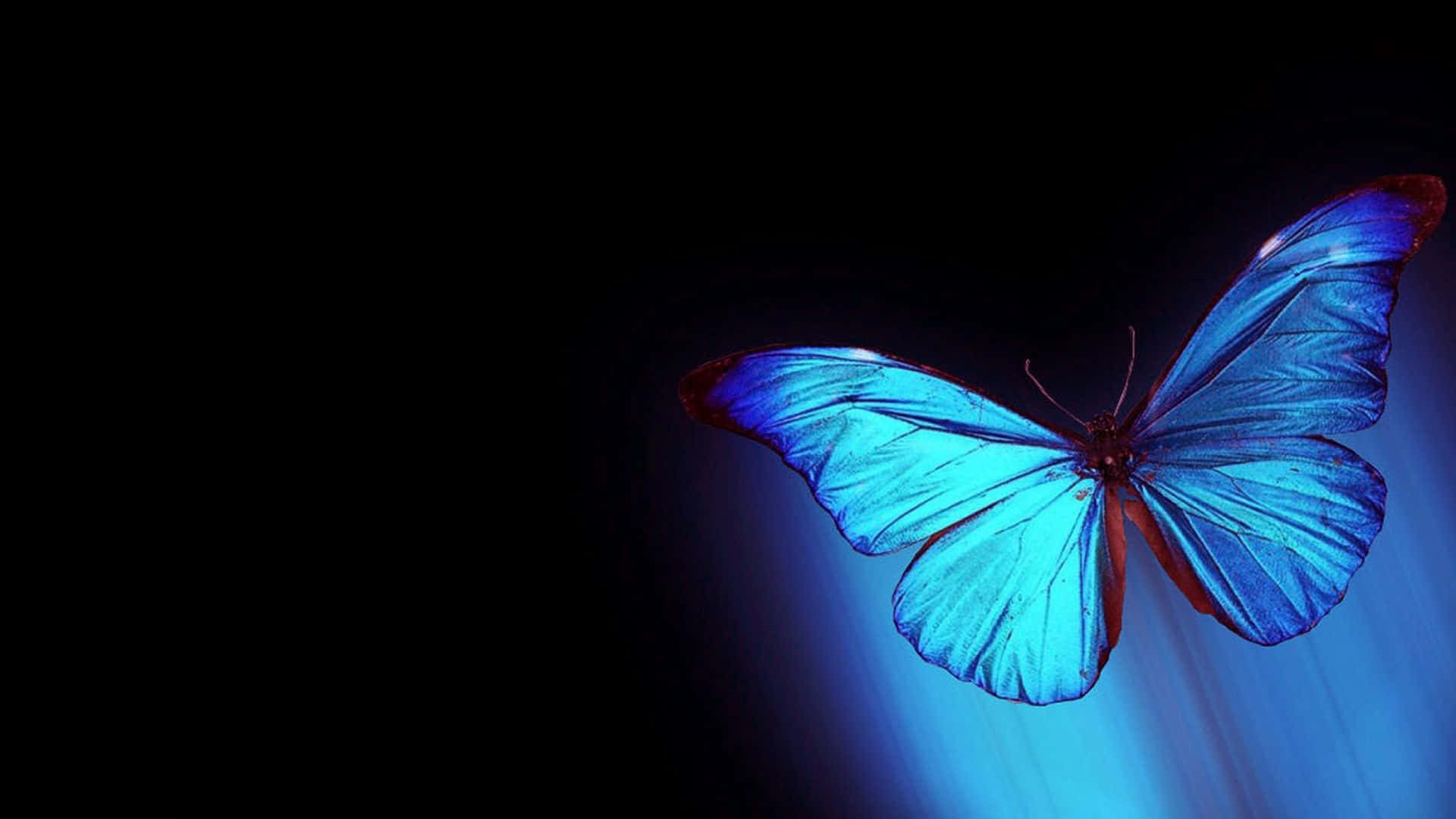 Dark Butterfly 桌布 壁紙 — 一隻閃亮的藍色閃蝶在深黑色背景上發光，背後散發出微妙的藍色光線。
