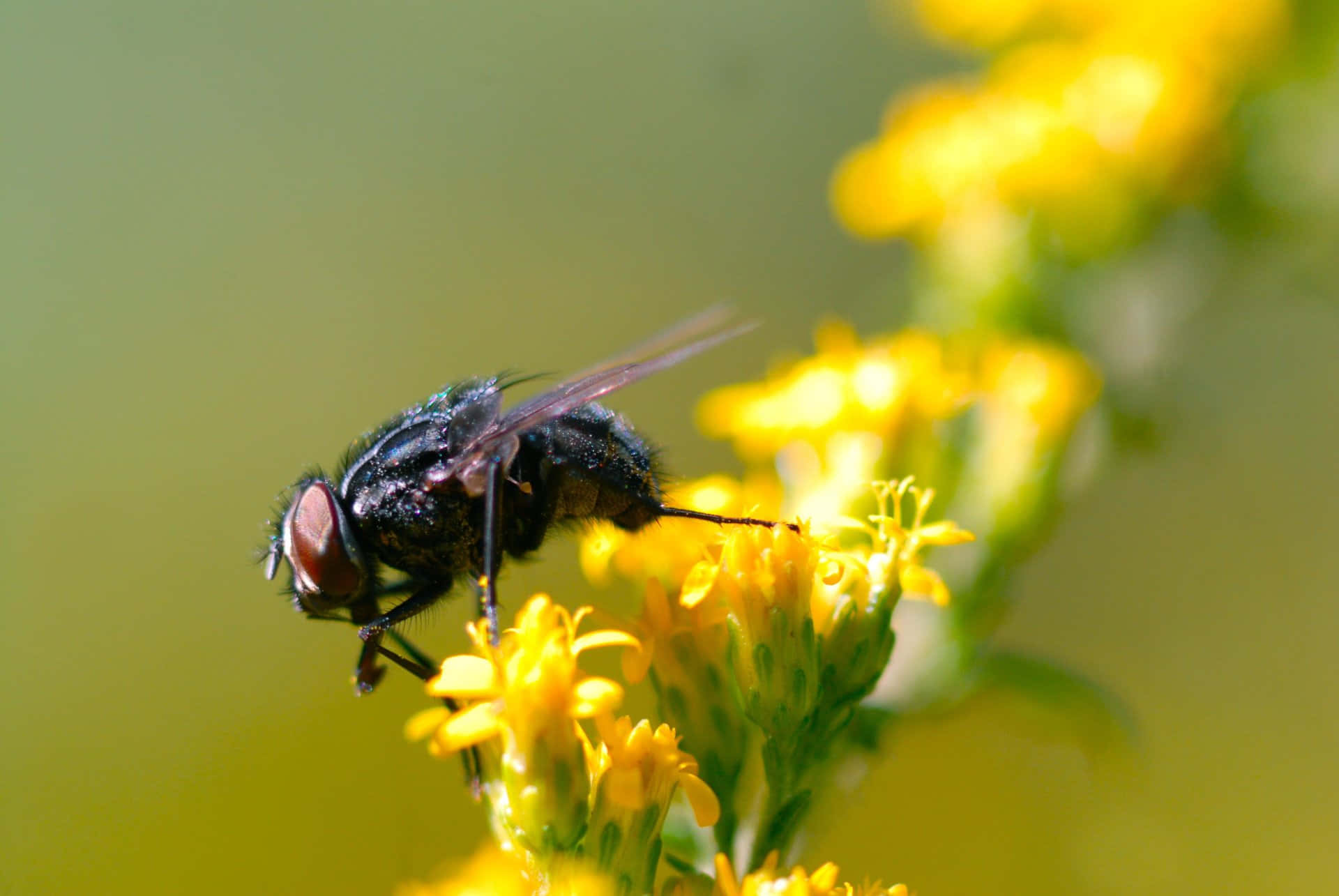 fly 桌布 壁紙 — 一隻閃亮黑色蒼蠅棲息在鮮豔黃色野花上的特寫照片，背景為柔和的綠色。