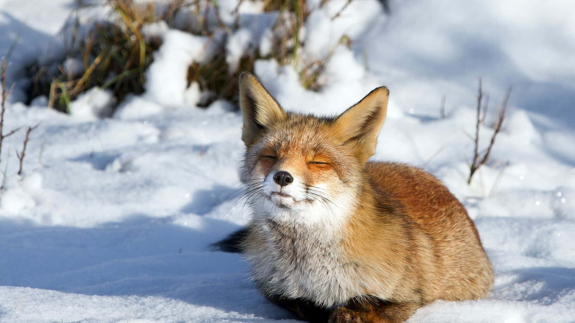 Winter Animal 桌布 壁紙 — 一隻閉著眼睛的寧靜赤狐，在陽光照耀的雪地上，被乾草和樹枝環繞，安詳地休息。