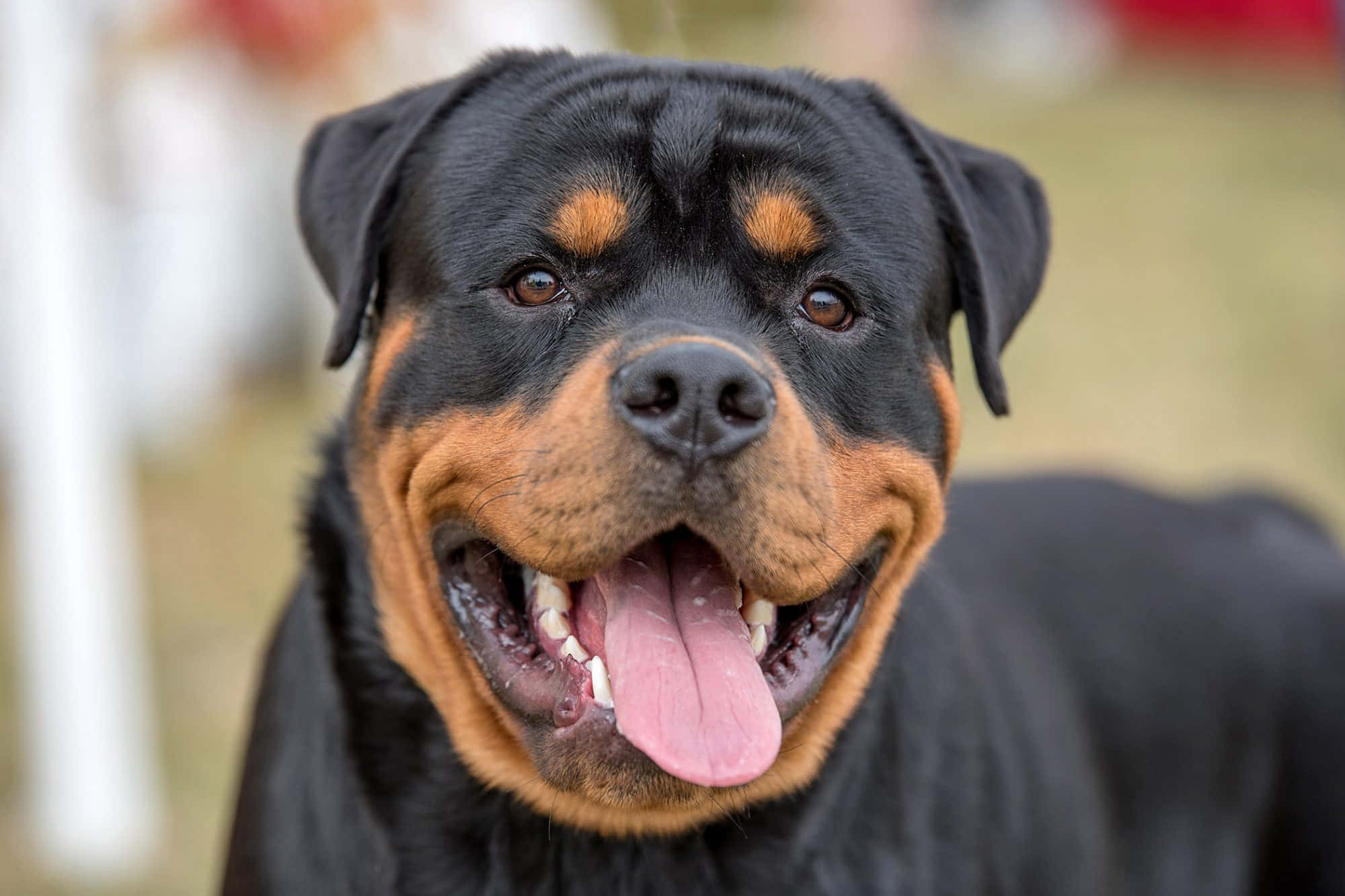 Rottweiler 桌布 壁紙 — 一隻開心嘅羅威納犬近鏡，黑色同棕褐色毛髮，伸脷唞氣。