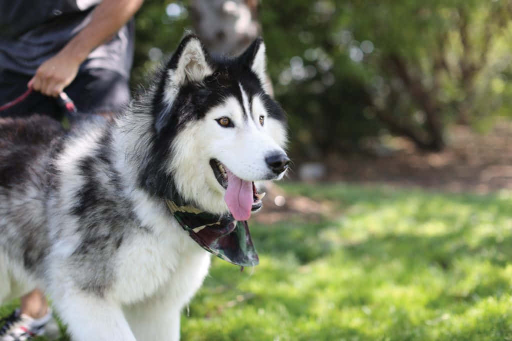 wolfdog 桌布 壁紙 — 一隻開心嘅黑白哈士奇伸出舌頭，喺明亮陽光下喺草地上行，後面有模糊嘅綠色背景。