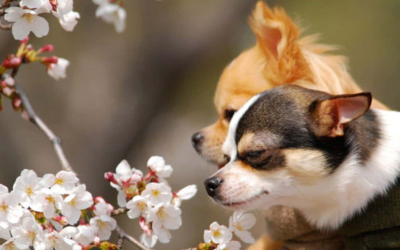 一隻開心的奇瓦瓦犬幼犬準備加入玩樂！ 壁紙 — 兩隻芝娃娃在柔和嘅春日陽光下，平靜地凝視著精緻嘅白色櫻花。