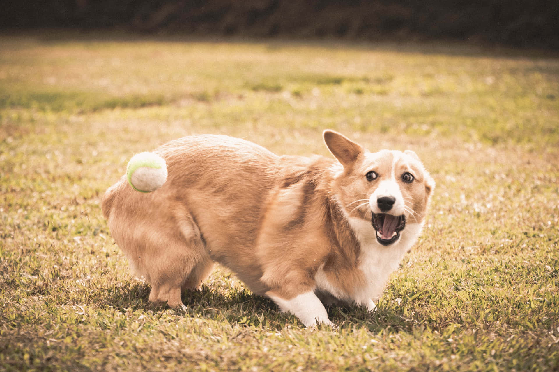 一隻哥基犬在草地上奔跑，尾巴上有網球。