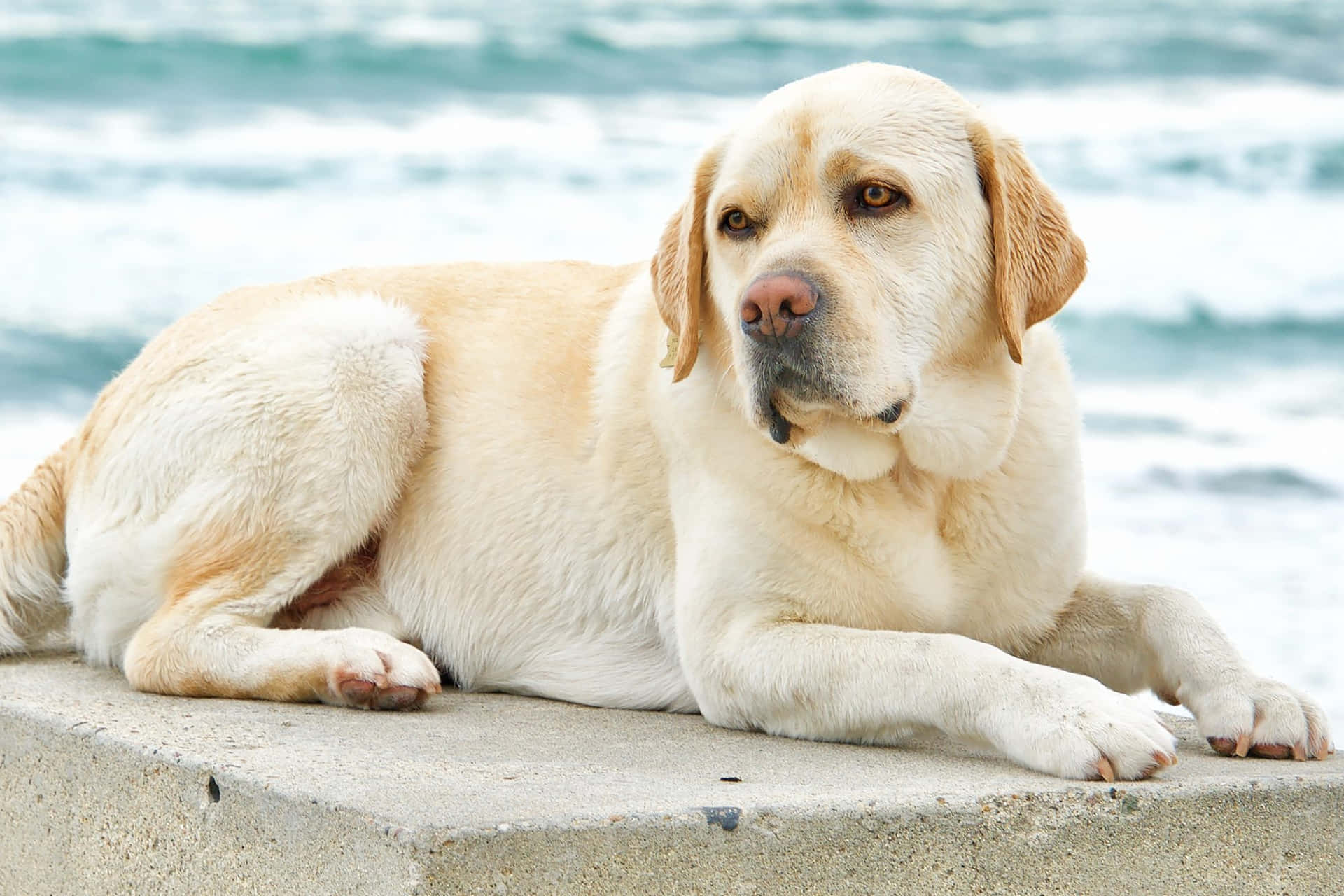 黃色拉布拉多犬躺在海邊的混凝土上。