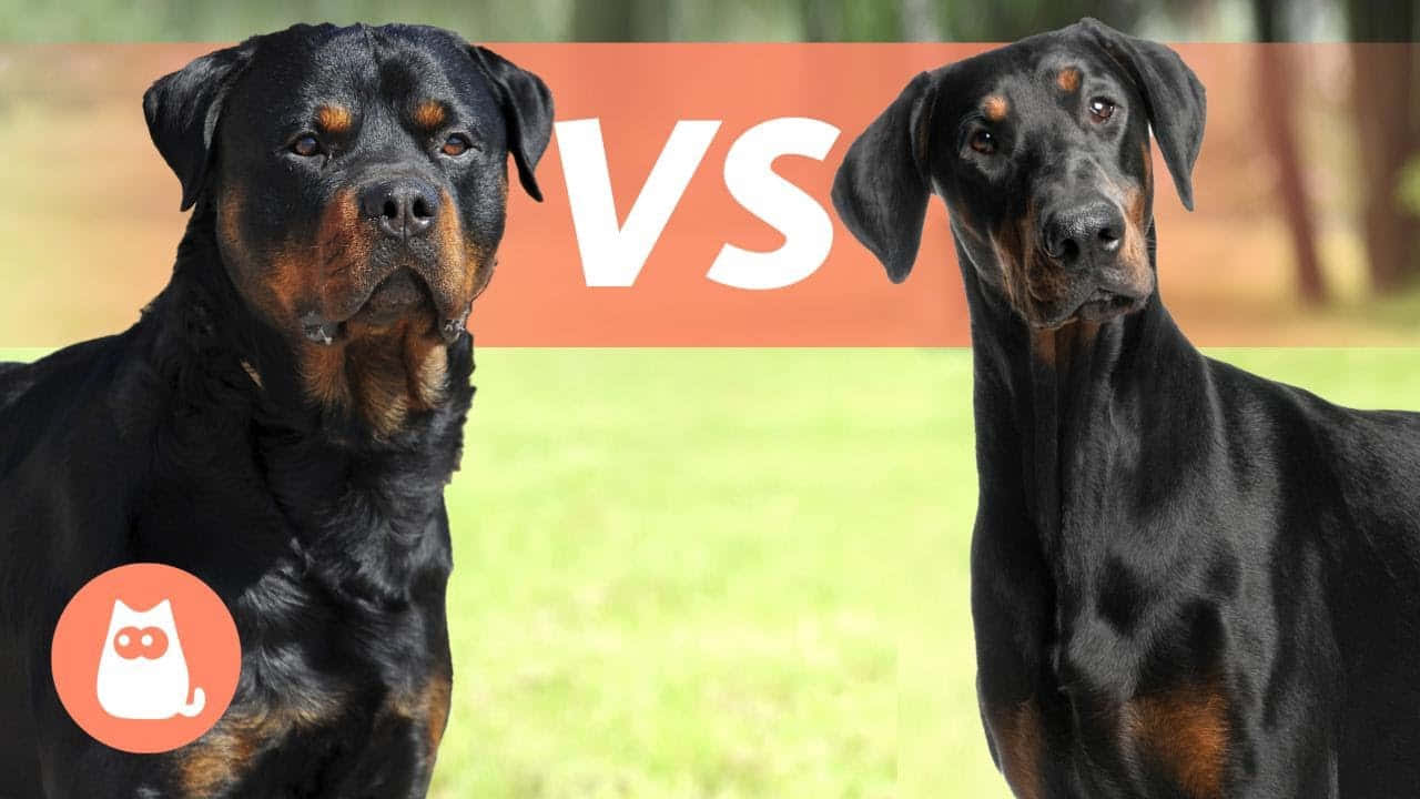 洛威拿和杜賓犬面對面，中間有「VS」圖案。