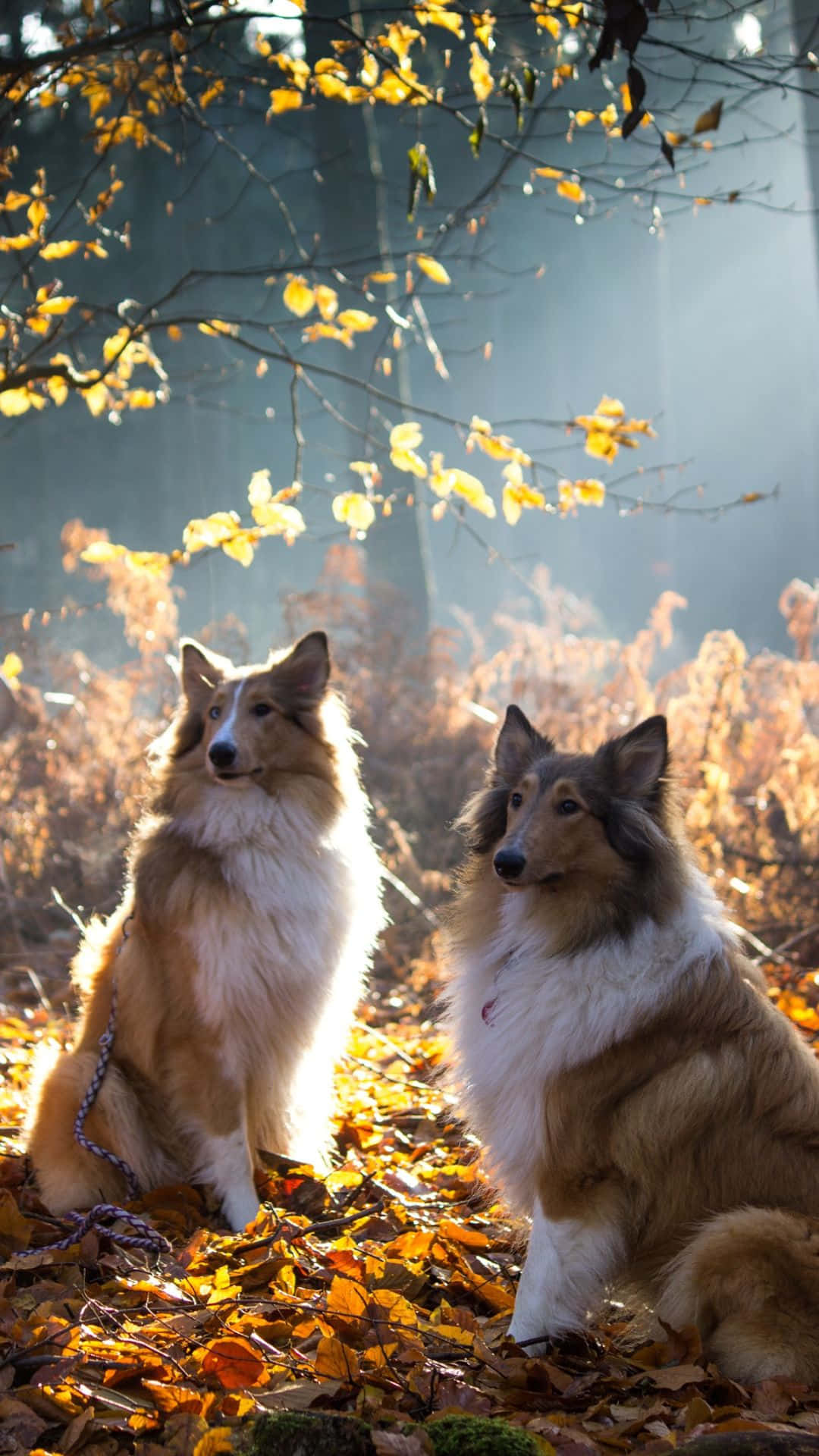 兩隻牧羊犬坐喺陽光普照嘅秋日森林入面，周圍係金色樹葉。