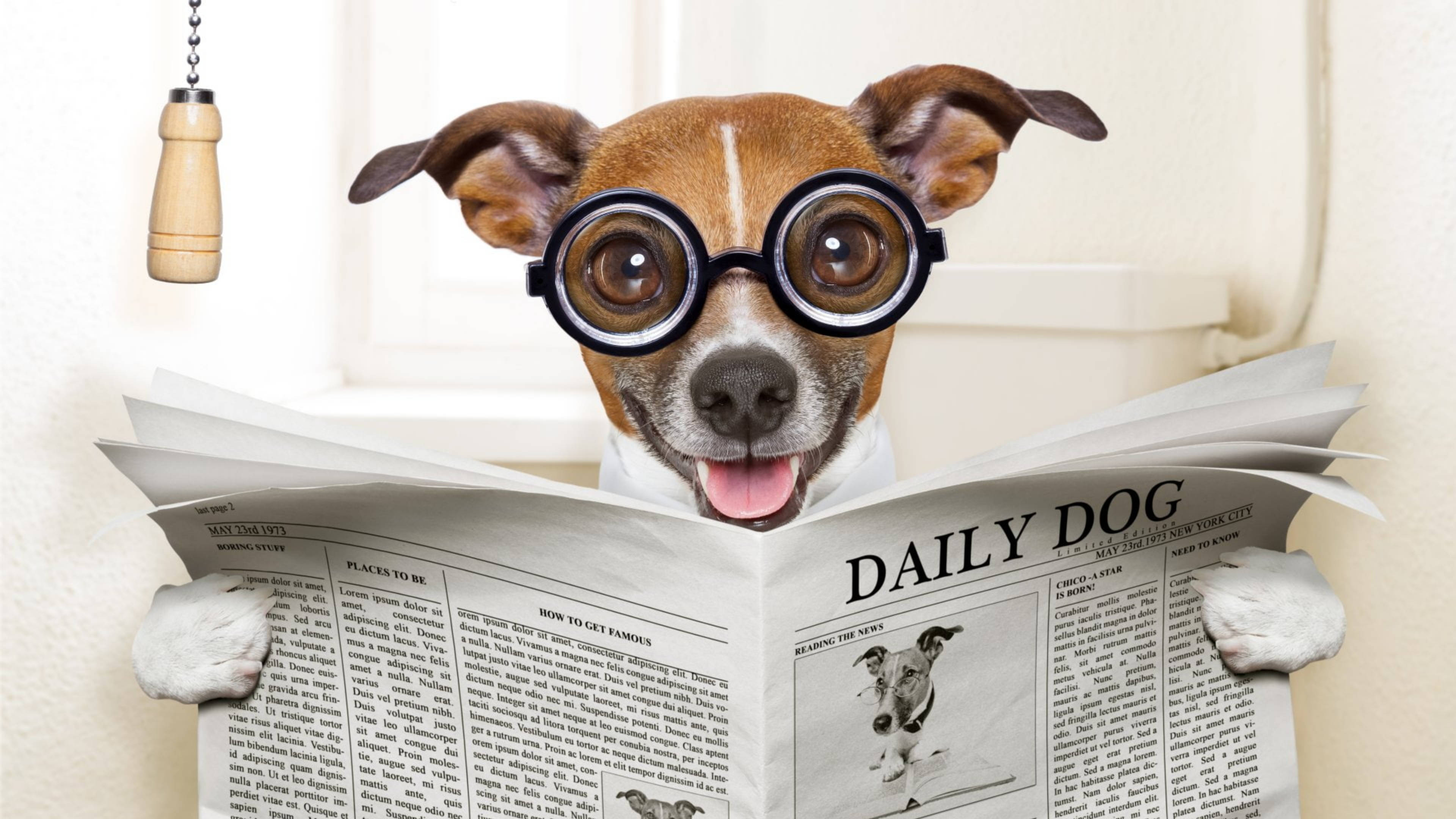 Newspaper 桌布 壁紙 — 一隻開心的積羅素爹利戴着超大圓形眼鏡，用爪子拿着名為 Daily Dog 的報紙閱讀。