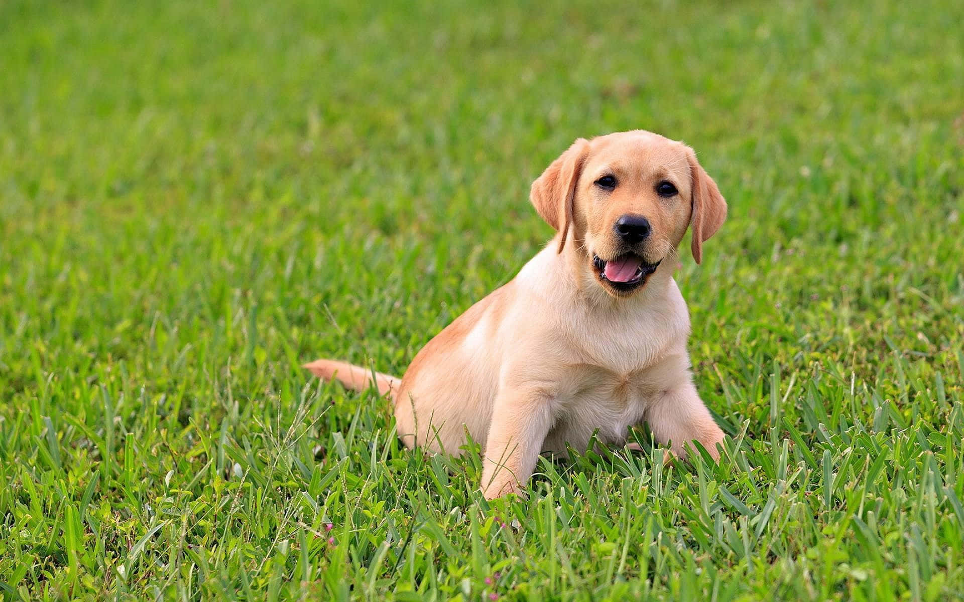 Yellow Labrador 桌布 壁紙 — 一隻開心的金毛尋回犬幼犬伸出舌頭，快樂地坐在充滿活力的綠色草地上。