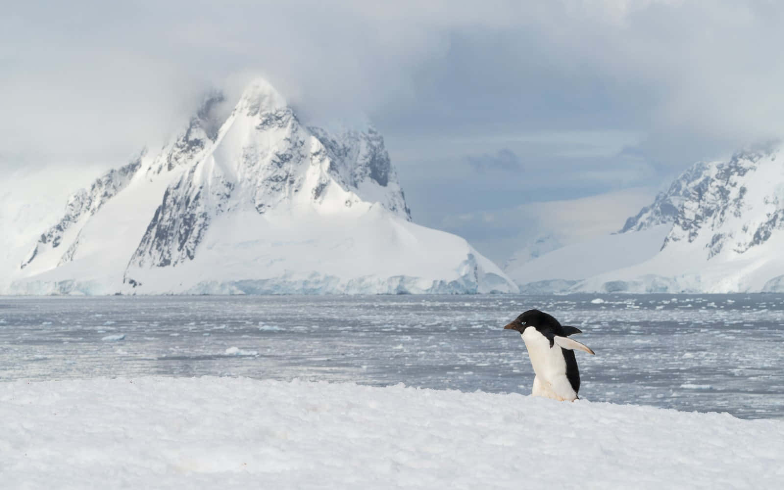 Antarctica 桌布 壁紙 — 一隻阿德利企鵝站在雪地上，背景是冰冷的海洋和雲天下高聳的雪山。