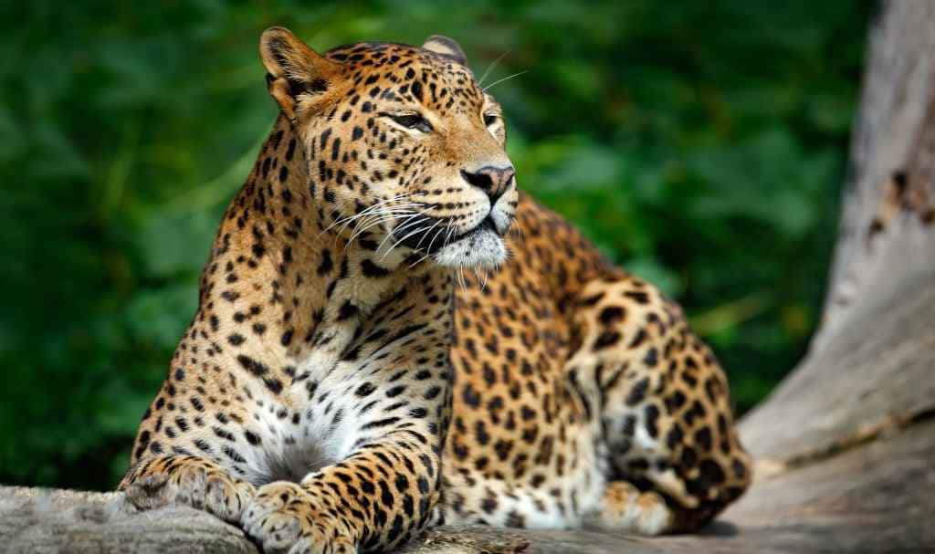 Wildlife Conservation 桌布 壁紙 — 一隻雄偉嘅花豹喺被茂密綠葉包圍嘅樹枝上平靜咁休息。