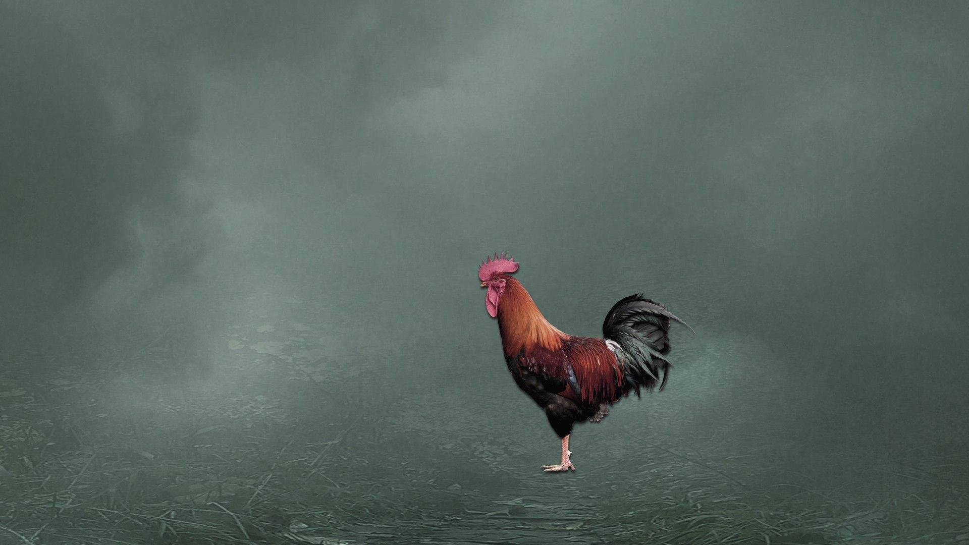 Chicken 桌布 壁紙 — 一隻雄偉的公雞，帶有火紅和黑色的羽毛，獨自站在陰沉天空下霧濛濛的灰色水中。