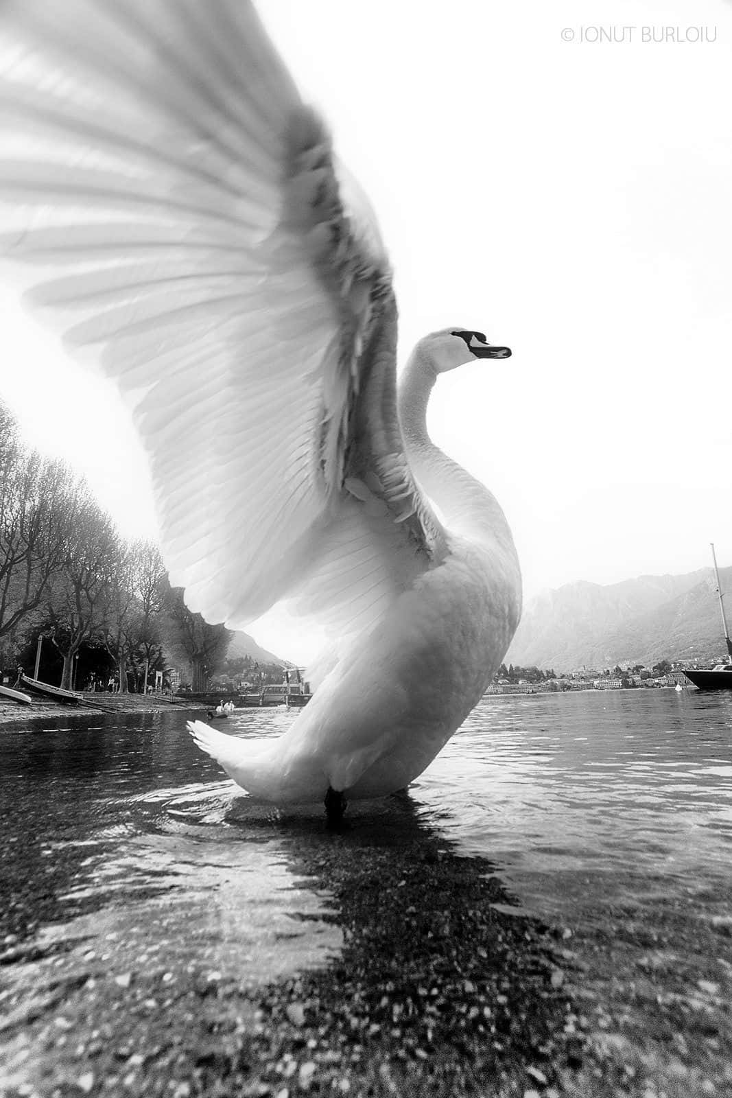 Beautiful Birds 桌布 壁紙 — 一隻雄偉的天鵝在黑白畫面中展開翅膀，站在水邊，背景有山巒。