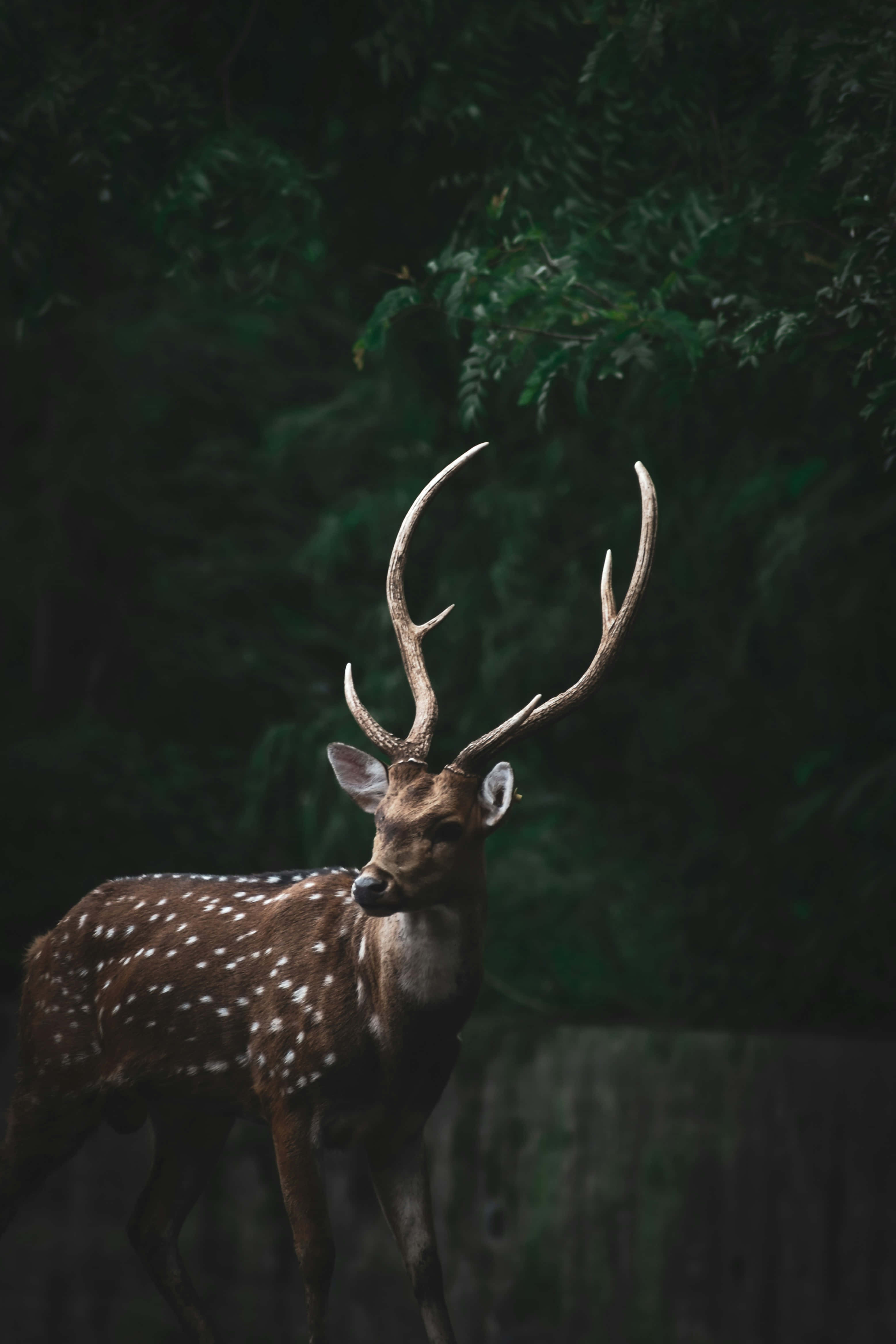 Stag 桌布 壁紙 — 一隻雄偉的斑點鹿，長著大角，在柔和的自然光下警覺地站在茂密的深綠色森林中。