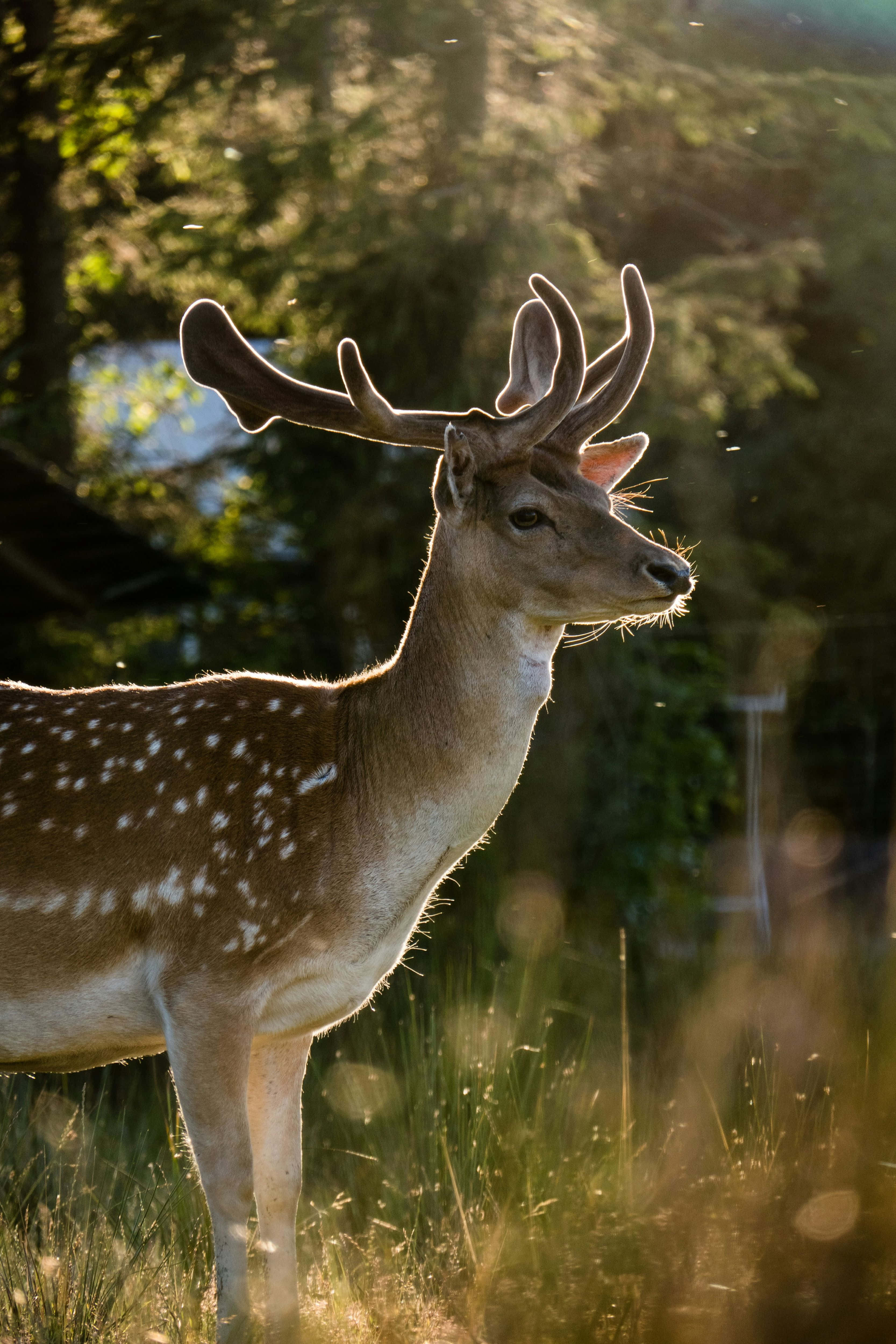 Stag 桌布 壁紙 — 一隻雄偉的斑點鹿長著鹿角，站在陽光照耀的草地上，背光透過森林的金色光線照射。