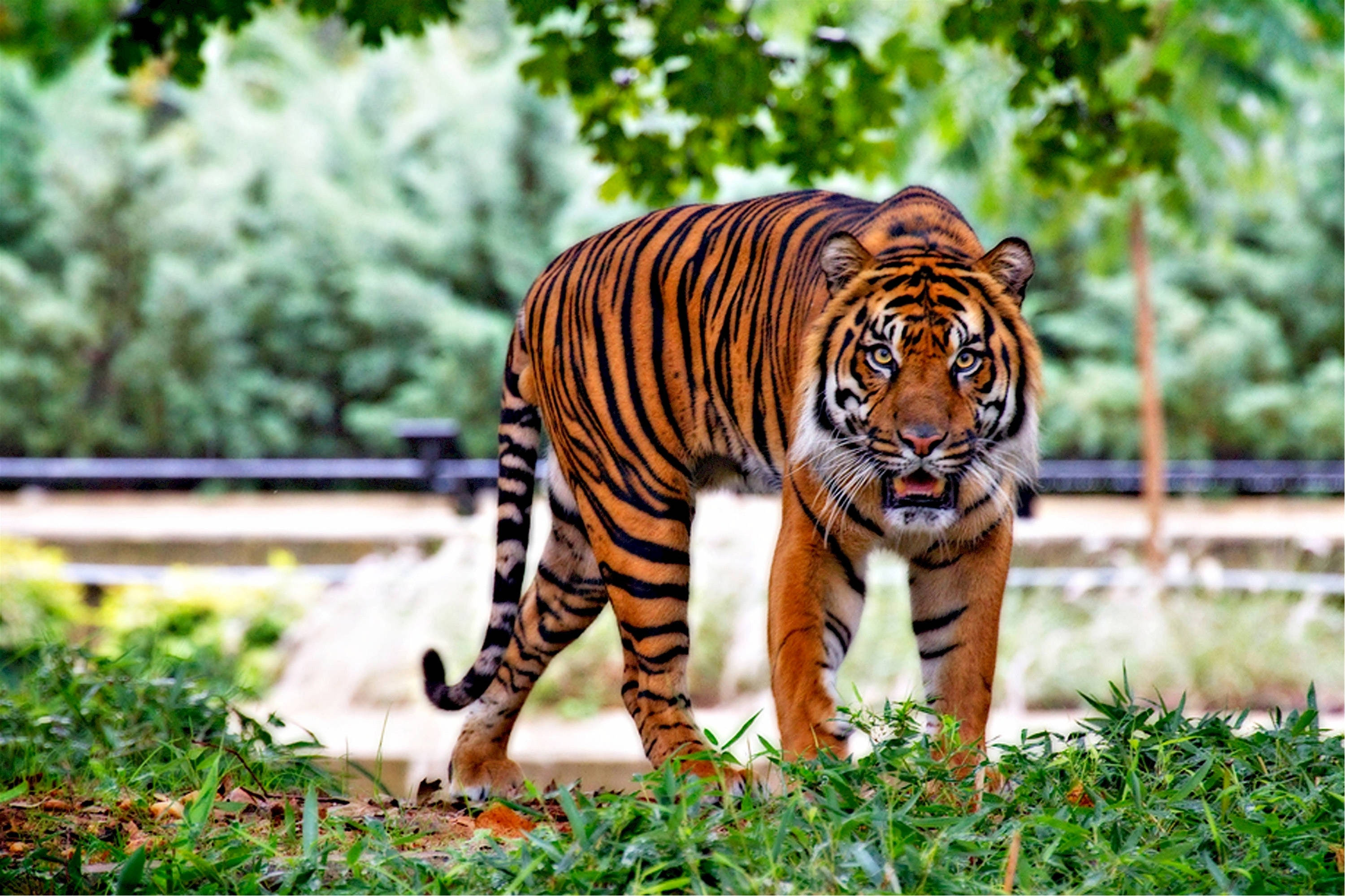 harimau 桌布 壁紙 — 一隻雄偉的橙色老虎帶有醒目的黑色條紋，在斑駁的陽光下穿過茂密的綠色樹葉。