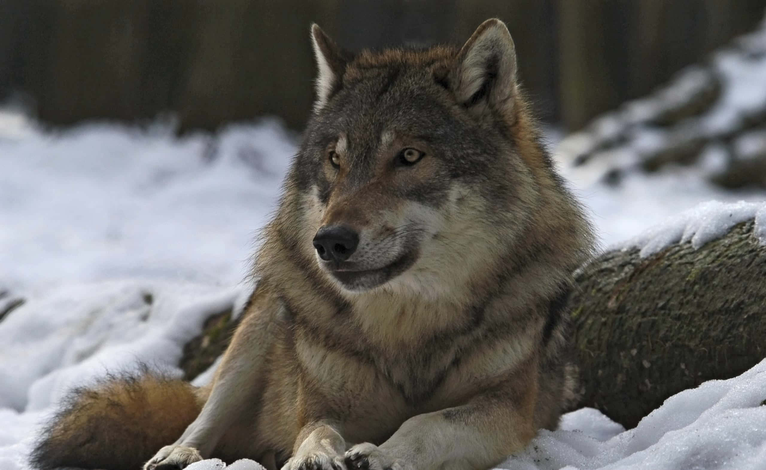 Gray Wolf 桌布 壁紙 — 一隻雄偉的灰狼在白雪覆蓋的森林空地上警覺地休息，柔和的光線突顯其濃密的毛髮。