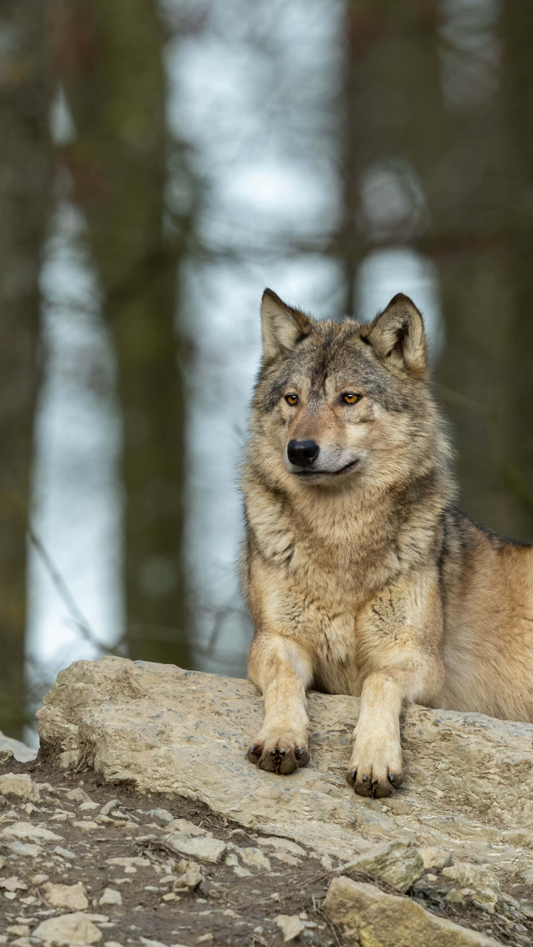 Wolf Photography 桌布 壁紙 — 一隻雄偉的灰狼警覺地棲息在霧氣瀰漫的森林中一塊陽光照耀的岩石上，琥珀色的眼睛專注地凝視著。
