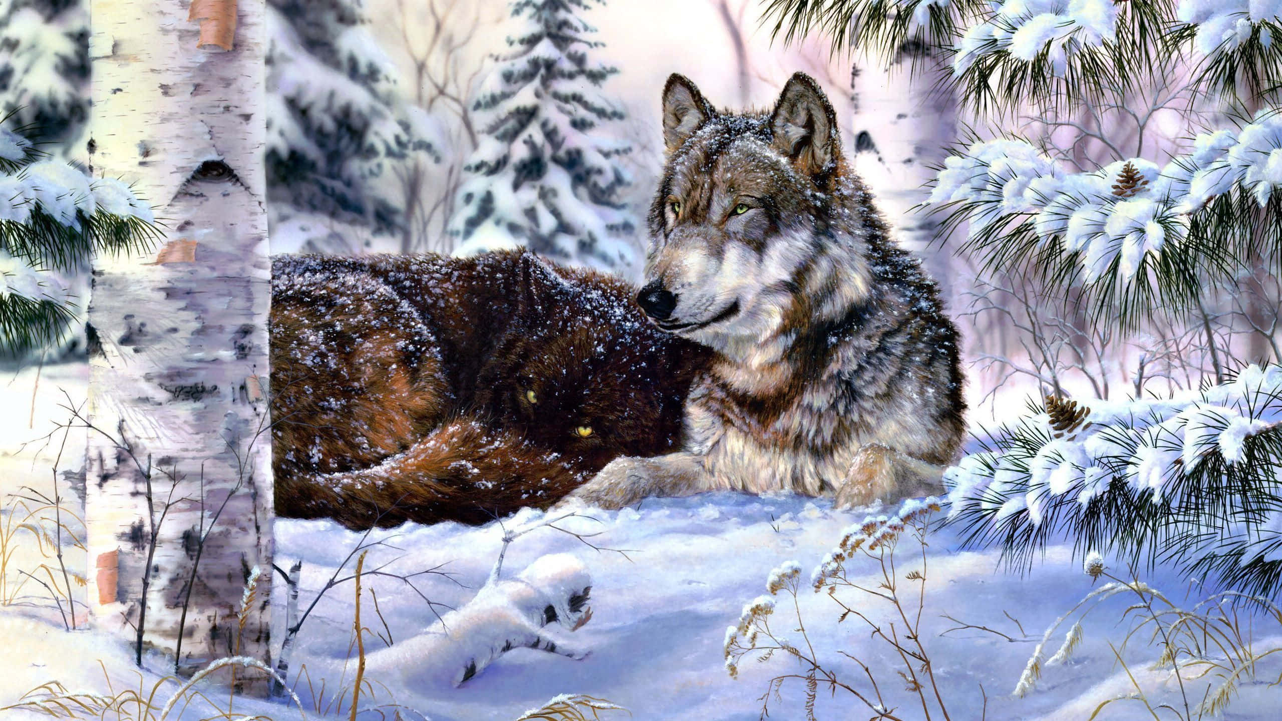 Wolf In Snow 桌布 壁紙 — 一隻雄偉的狼在雪地森林中休息，周圍有白樺樹和掛滿雪的松樹枝。