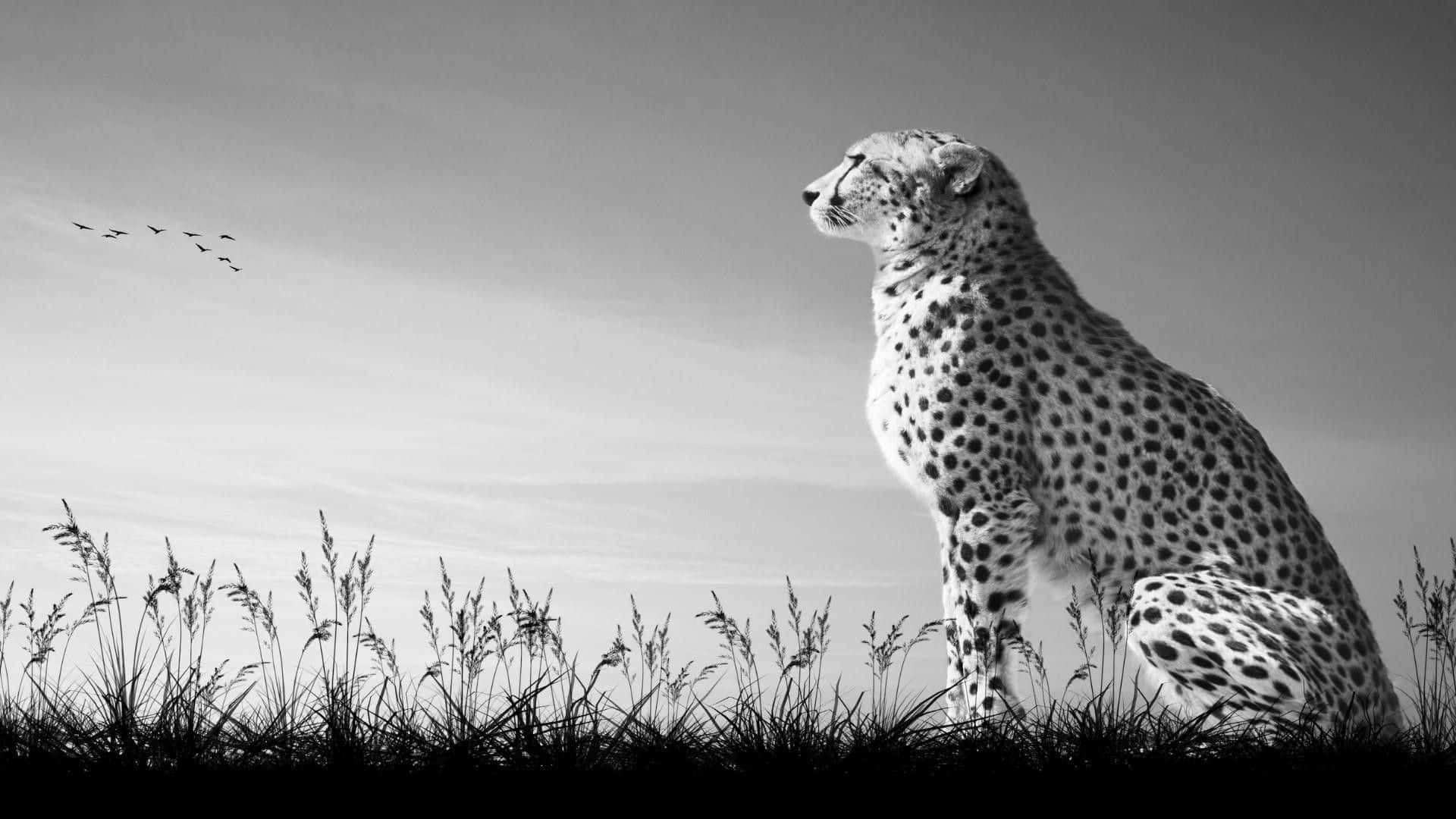Black And White Animal 桌布 壁紙 — 一隻雄偉的獵豹在高高的草叢中警覺地坐著，頭頂上是廣闊的天空，鳥兒以單色飛過。