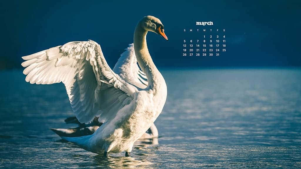 March Desktop 桌布 壁紙 — 一隻雄偉的白天鵝在平靜的藍色水面上展開翅膀，背景漂浮著三月日曆。