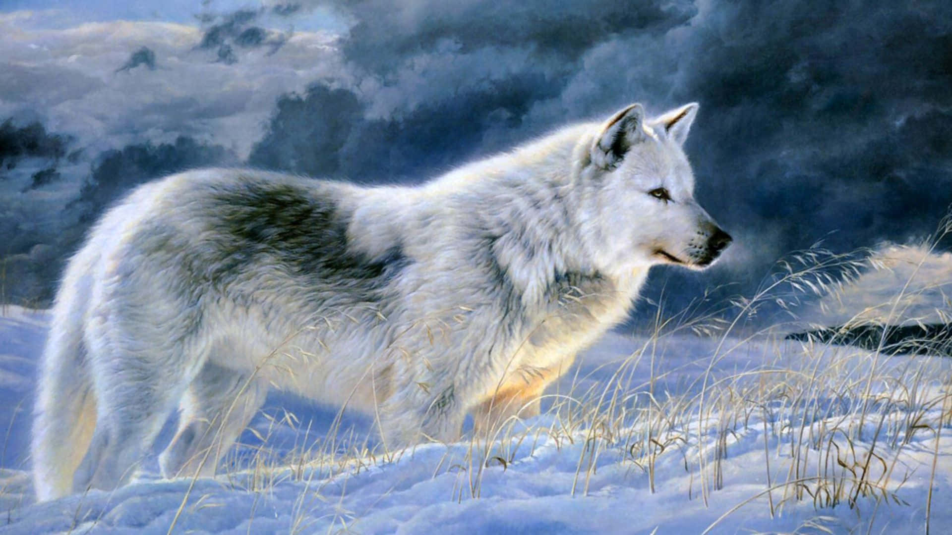Gray Wolf 桌布 壁紙 — 一隻雄偉的白狼在戲劇性的多雲天空下，警覺地站在雪地裡。
