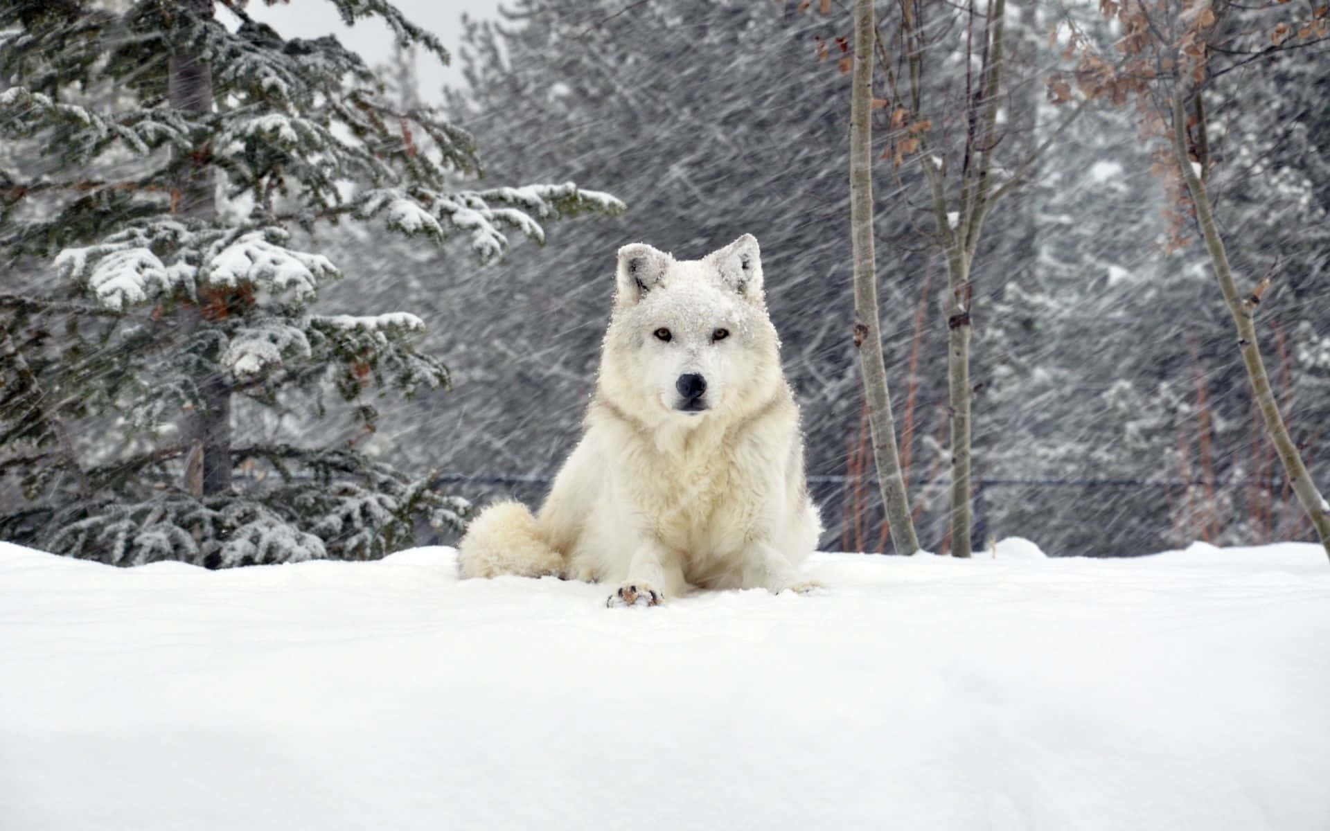 Snowstorm 桌布 壁紙 — 一隻雄偉的白狼在深雪中警覺地坐著，周圍是灑滿雪花的常青樹和光禿禿的樹木，雪花飄落。