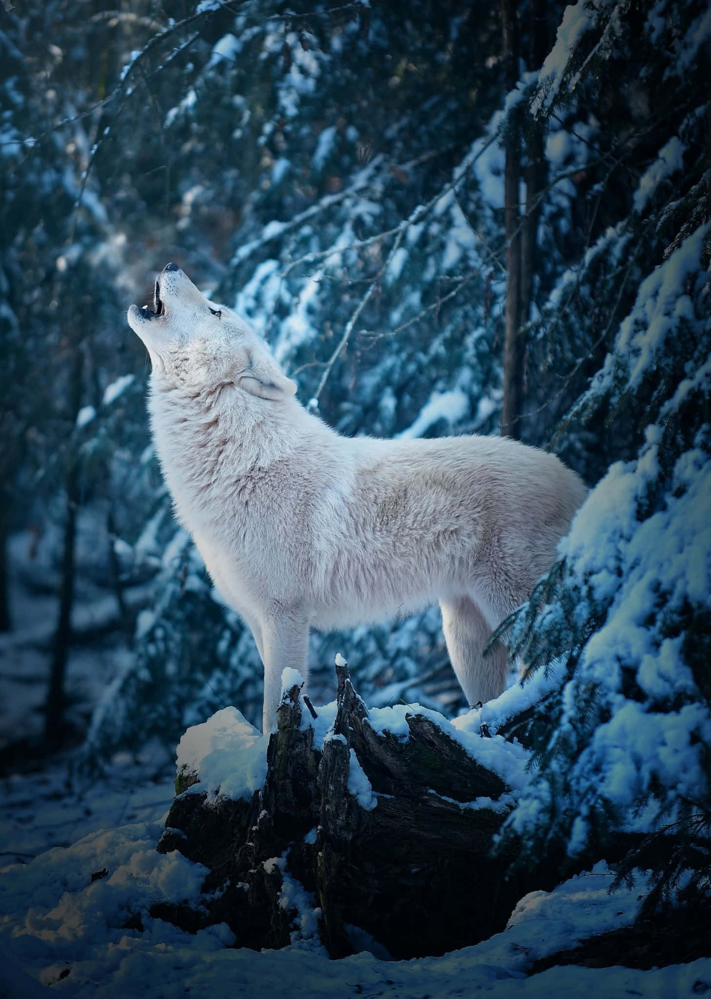 Arctic Wolf 桌布 壁紙 — 一隻雄偉的白狼在白雪覆蓋的樹樁上向天嚎叫，周圍是茂密的冬季森林，沐浴在冷藍色的光線中。