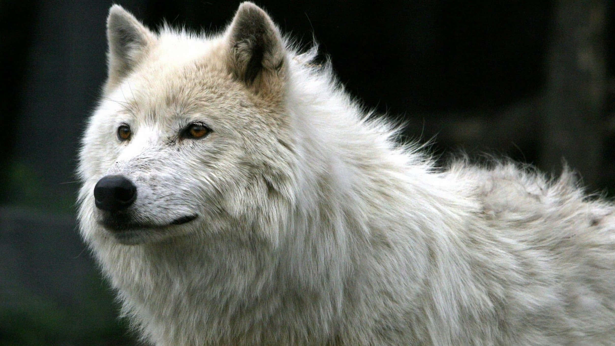 Wolf Photography 桌布 壁紙 — 一隻雄偉的白狼特寫，擁有銳利的琥珀色眼睛，在黑暗模糊的森林背景下平靜地凝視。