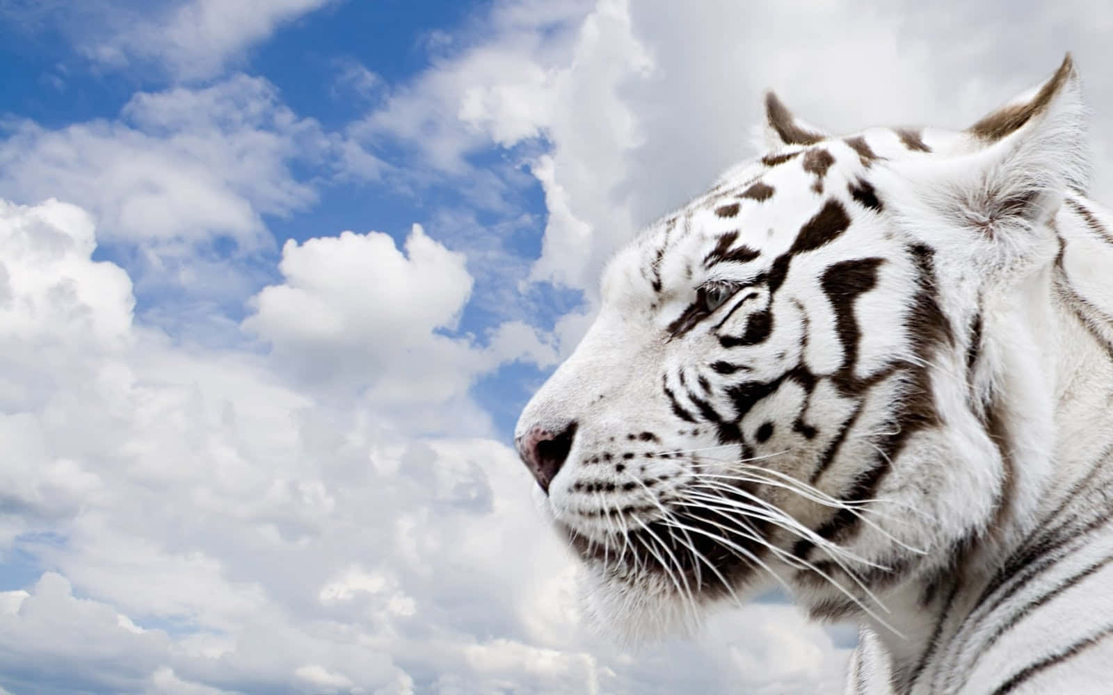 3d Animal 桌布 壁紙 — 一隻雄偉的白虎側面輪廓，平靜地凝視著充滿蓬鬆白雲的鮮豔藍天。