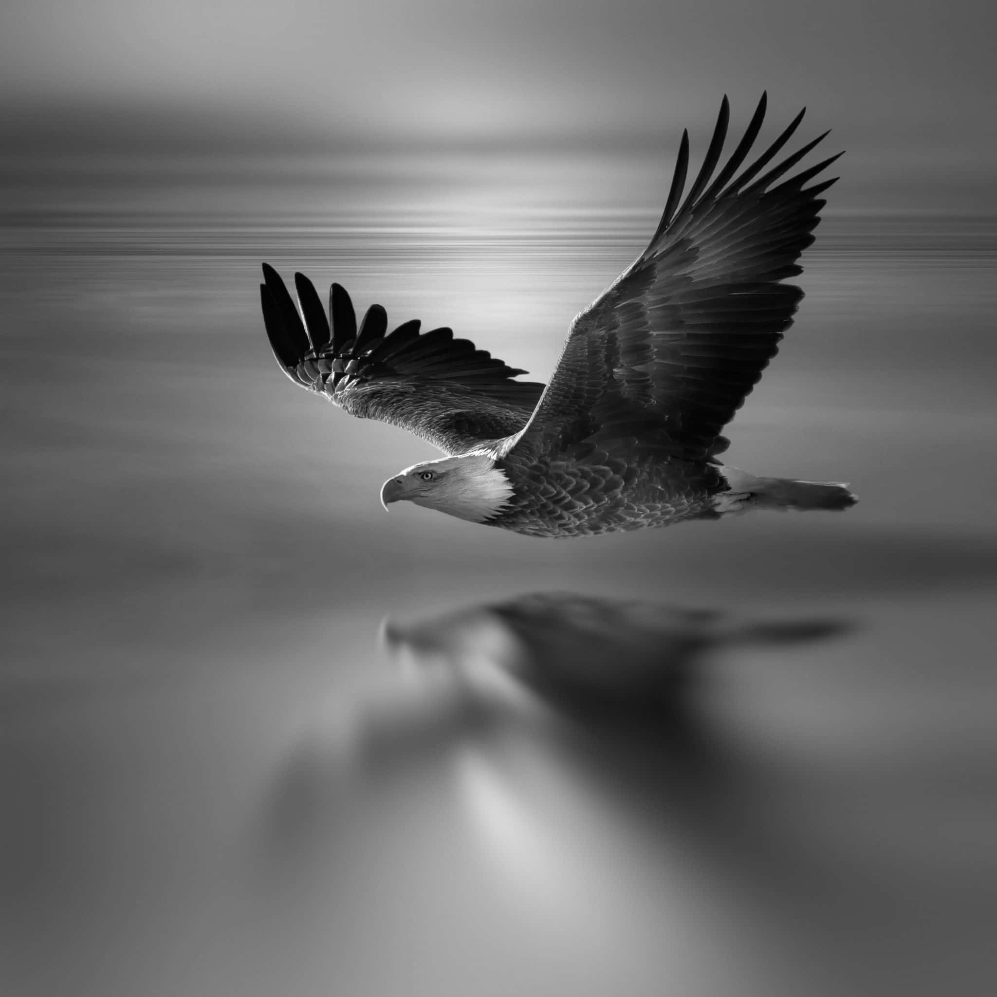 Beautiful Birds 桌布 壁紙 — 一隻雄偉的白頭鷹優雅地翱翔在平靜的水面上，其下方的倒影以單色調模糊呈現。