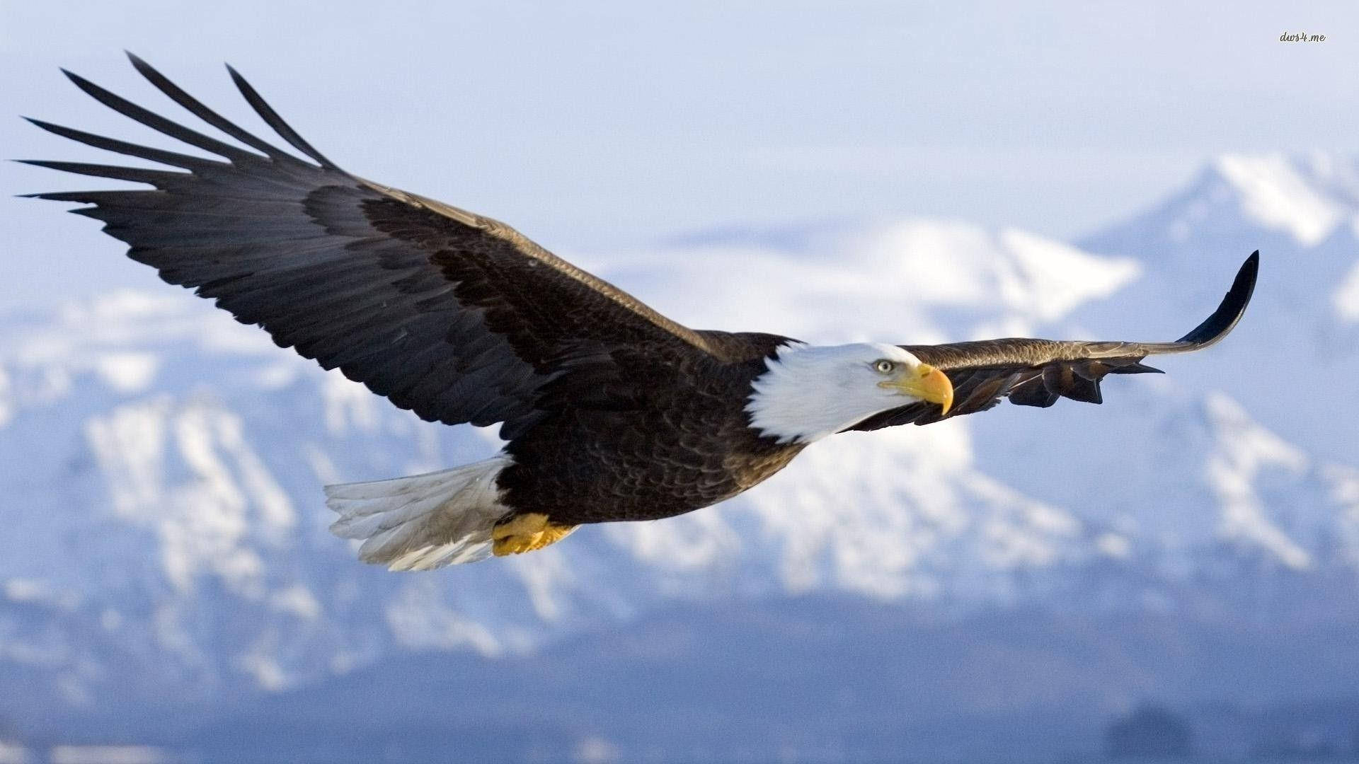 Eagle 桌布 壁紙 — 一隻雄偉的白頭鷹在晴朗的天空下，以雪山為背景，展開翅膀翱翔。
