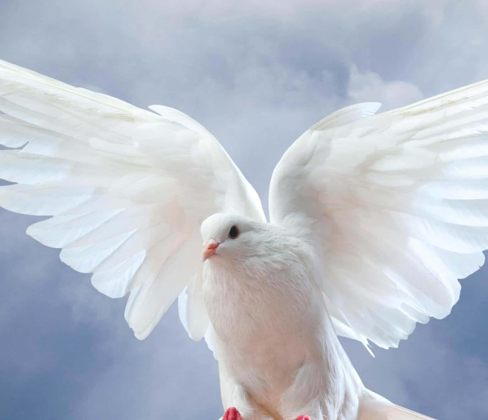 Dove Wings 桌布 壁紙 — 一隻雄偉的白鴿完全展開翅膀，在柔和的藍色多雲天空中翱翔。