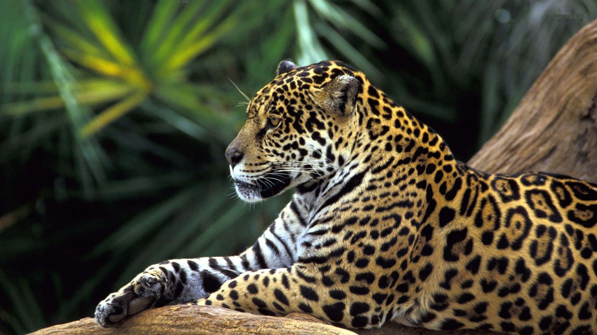 Wild Animals 桌布 壁紙 — 一隻雄偉的美洲豹在陽光照耀的樹枝上平靜地休息，周圍環繞著茂密的綠色樹葉。