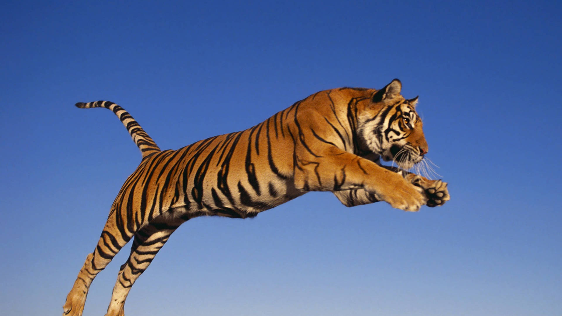harimau 桌布 壁紙 — 一隻雄偉的老虎在清澈的藍天下強力躍起，展示其橙色條紋和專注的強度。