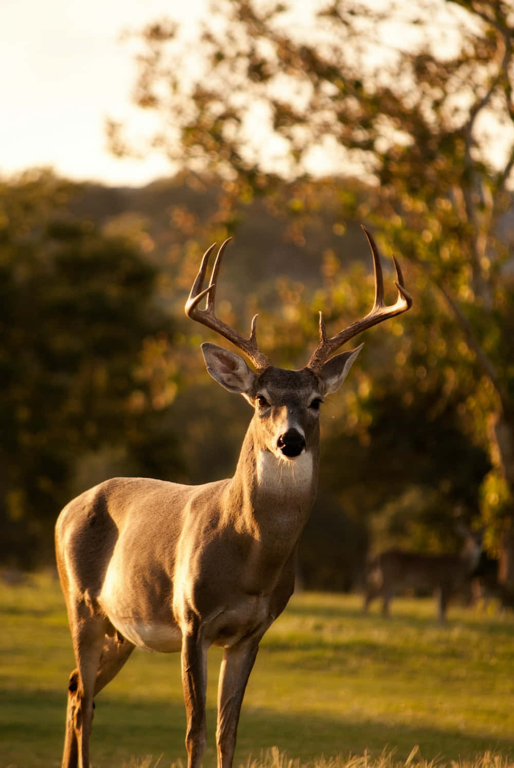 Beautiful Animal 桌布 壁紙 — 一隻雄偉的雄鹿，長著巨大的鹿角，警覺地站在陽光明媚的草地上，金色的光線從後面的樹木間透出。