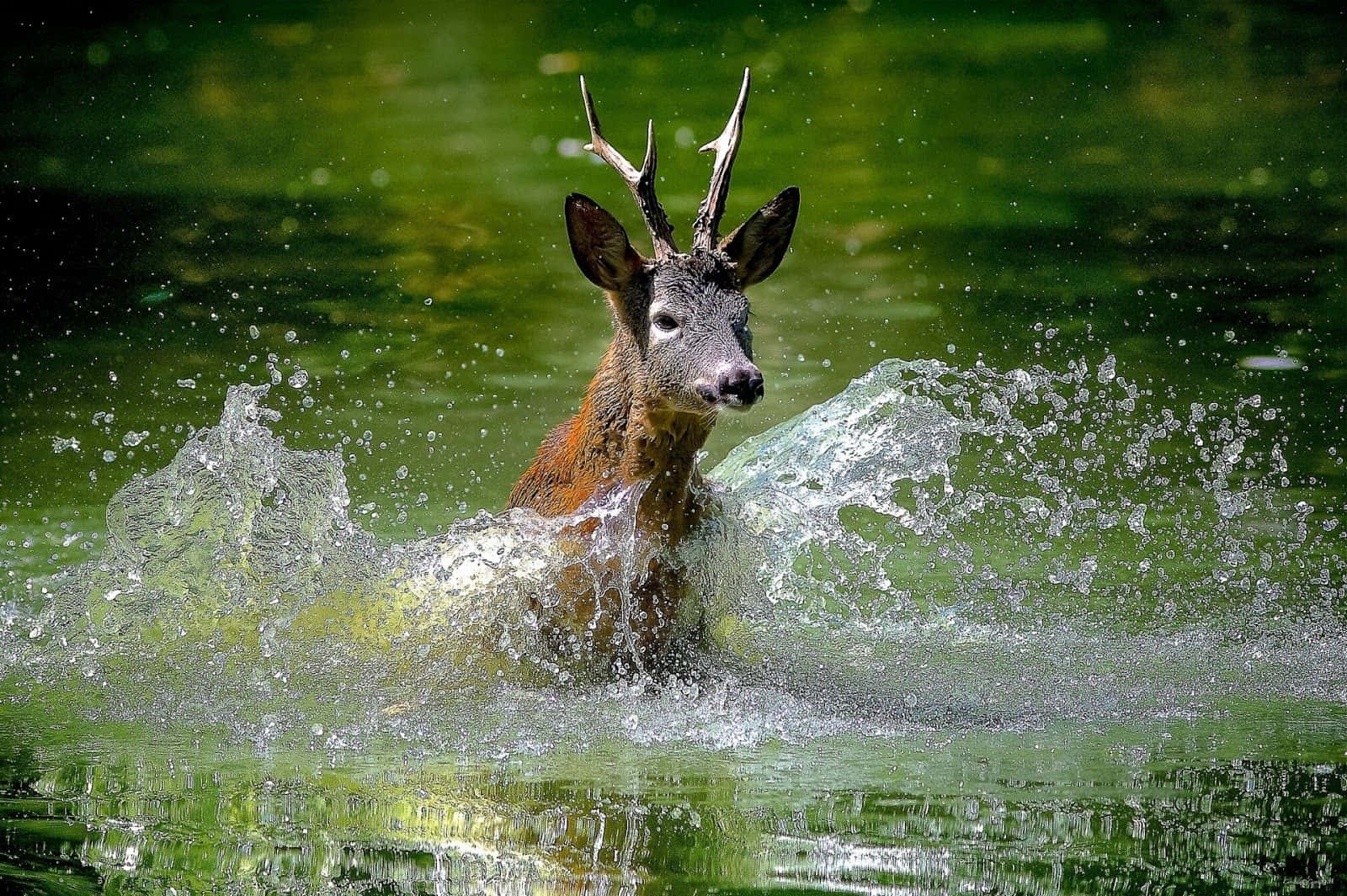Beautiful Animal 桌布 壁紙 — 一隻雄偉的雄鹿帶著鹿角衝破翠綠色的水面，在陽光照耀的森林池塘中激起戲劇性的水花。