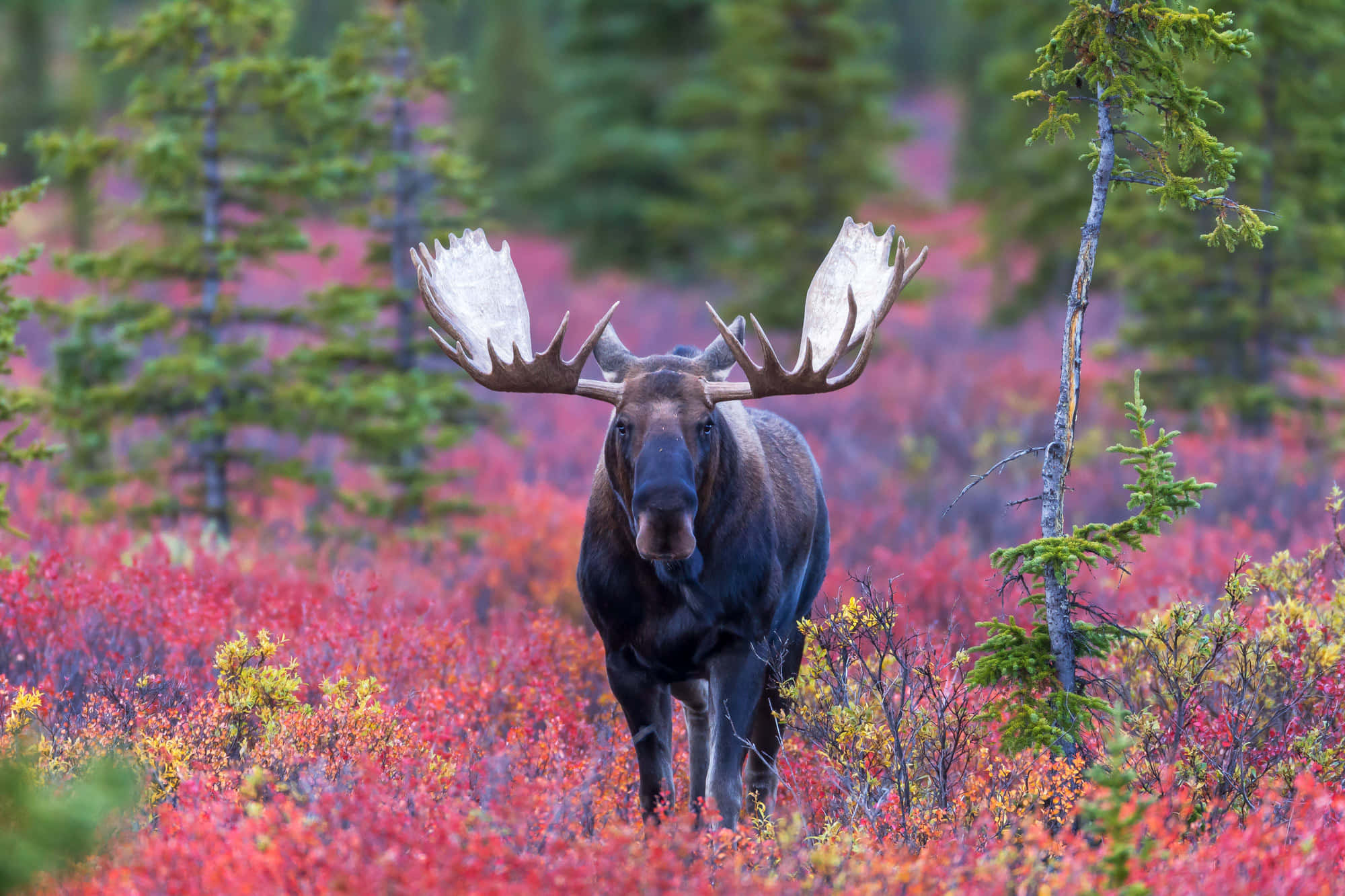 moose 桌布 壁紙 — 一隻雄偉的駝鹿帶著巨大的鹿角，站在被常綠樹環繞的鮮紅色秋季苔原上。