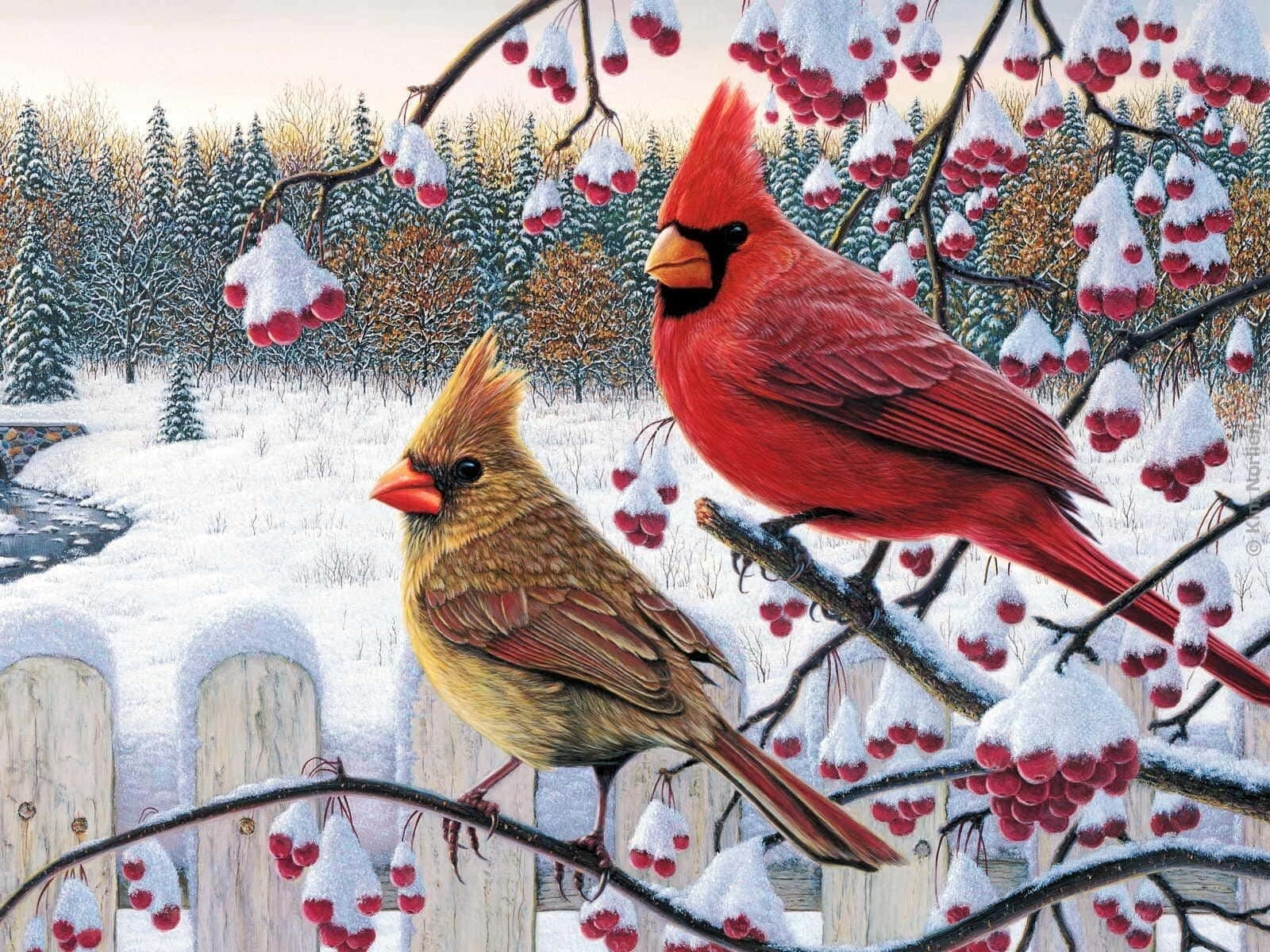 Snow Bird 桌布 壁紙 — 一隻雄性及一隻雌性紅衣鳳頭鳥棲息在灑滿雪花、掛滿紅色漿果的樹枝上，背景是寧靜的冬日森林。