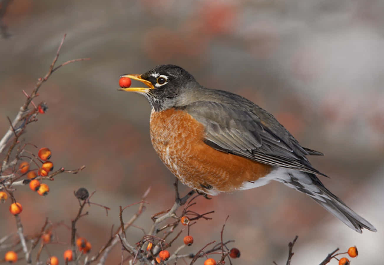 robin 桌布 壁紙 — 一隻雄性知更鳥棲息在樹枝上，喙中叼著一顆鮮紅的漿果，背景是柔和模糊的秋日景色。